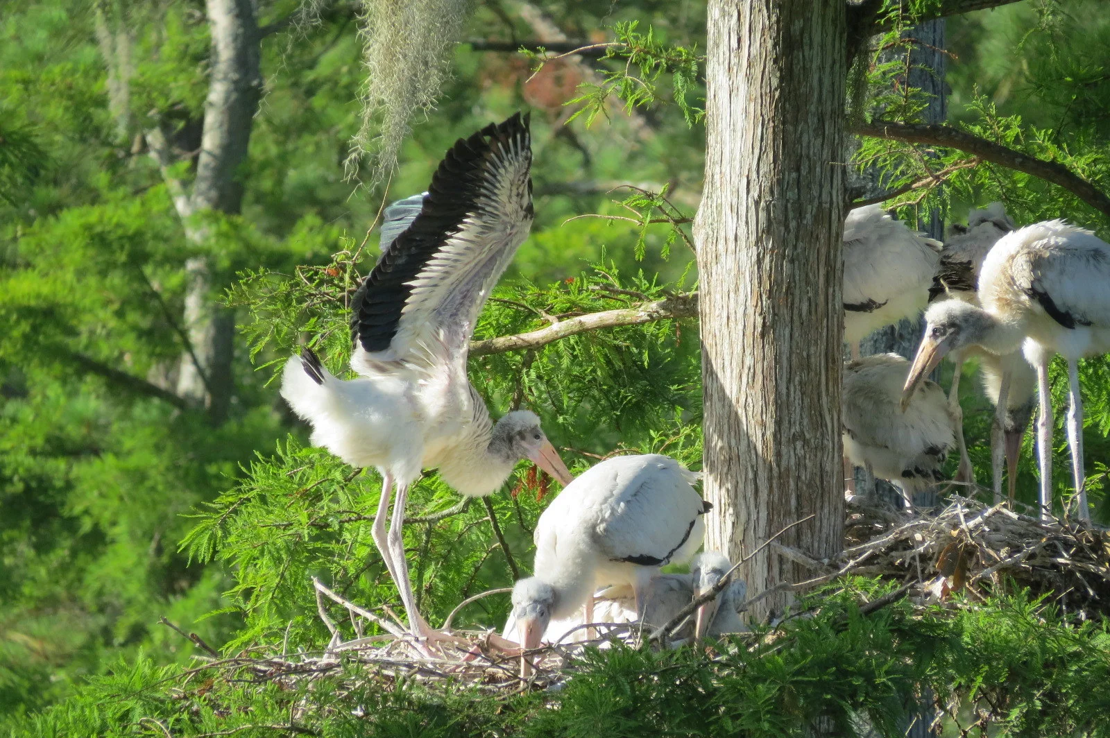 A juvenile wood stork stretches its wings. (Photo: Christy Hand/SCDNR)
