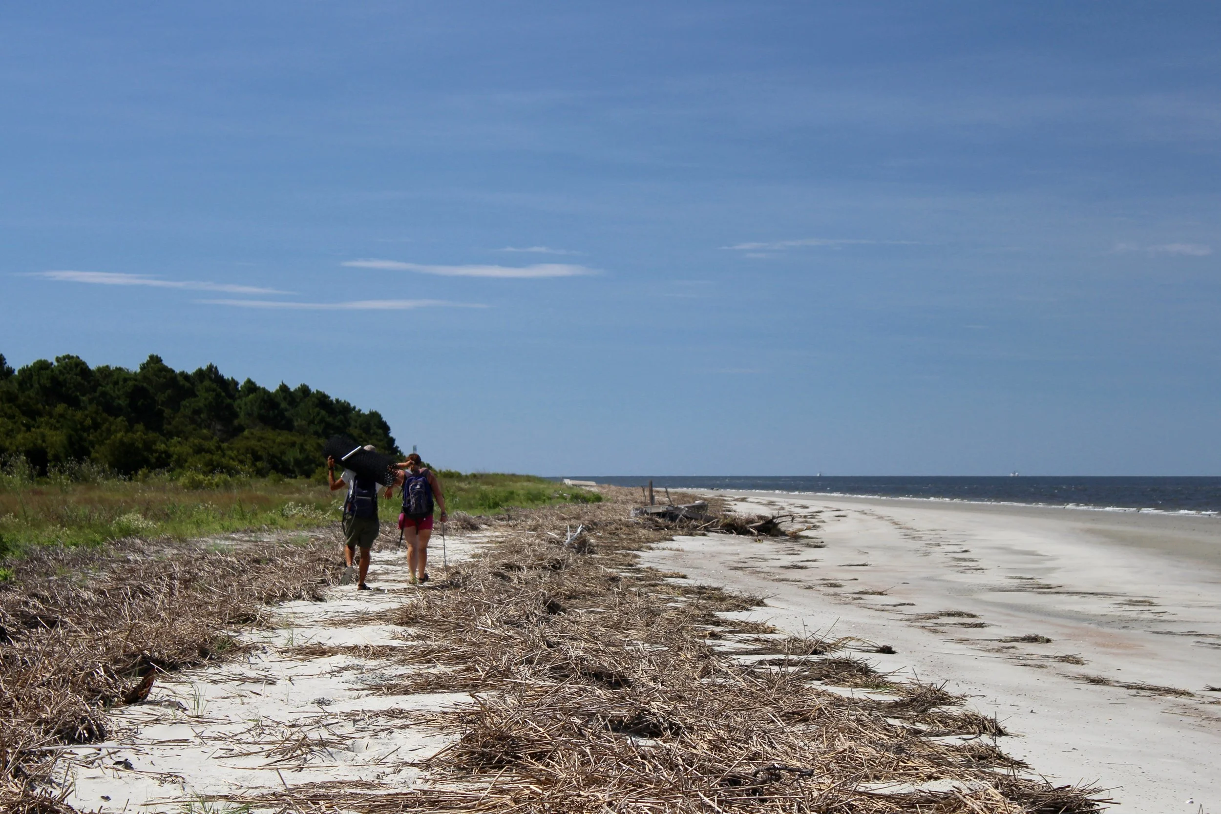 SCDNR biologists walk Otter Island's three-mile beach weekly in the summer to count and protect sea turtle nests. (Photo: E. Weeks/SCDNR)