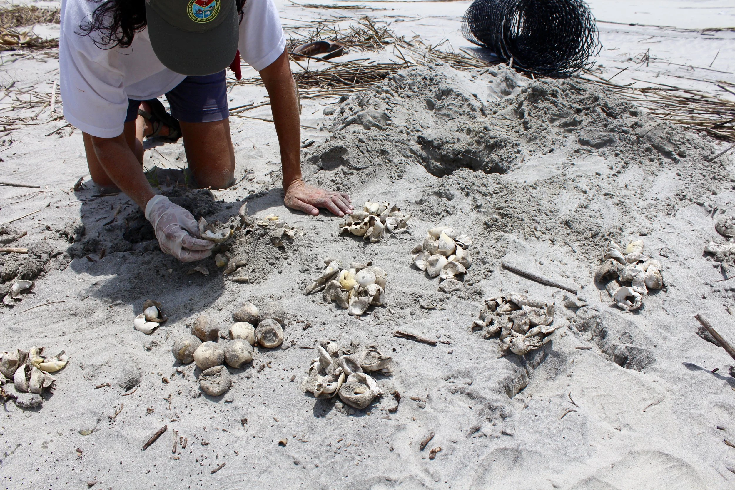 SCDNR biologist Michelle Pate counts hatched and unhatched sea turtle eggs during a nest inventory on Otter Island, where raccoons frequently prey on eggs. (Photo: E. Weeks/SCDNR)