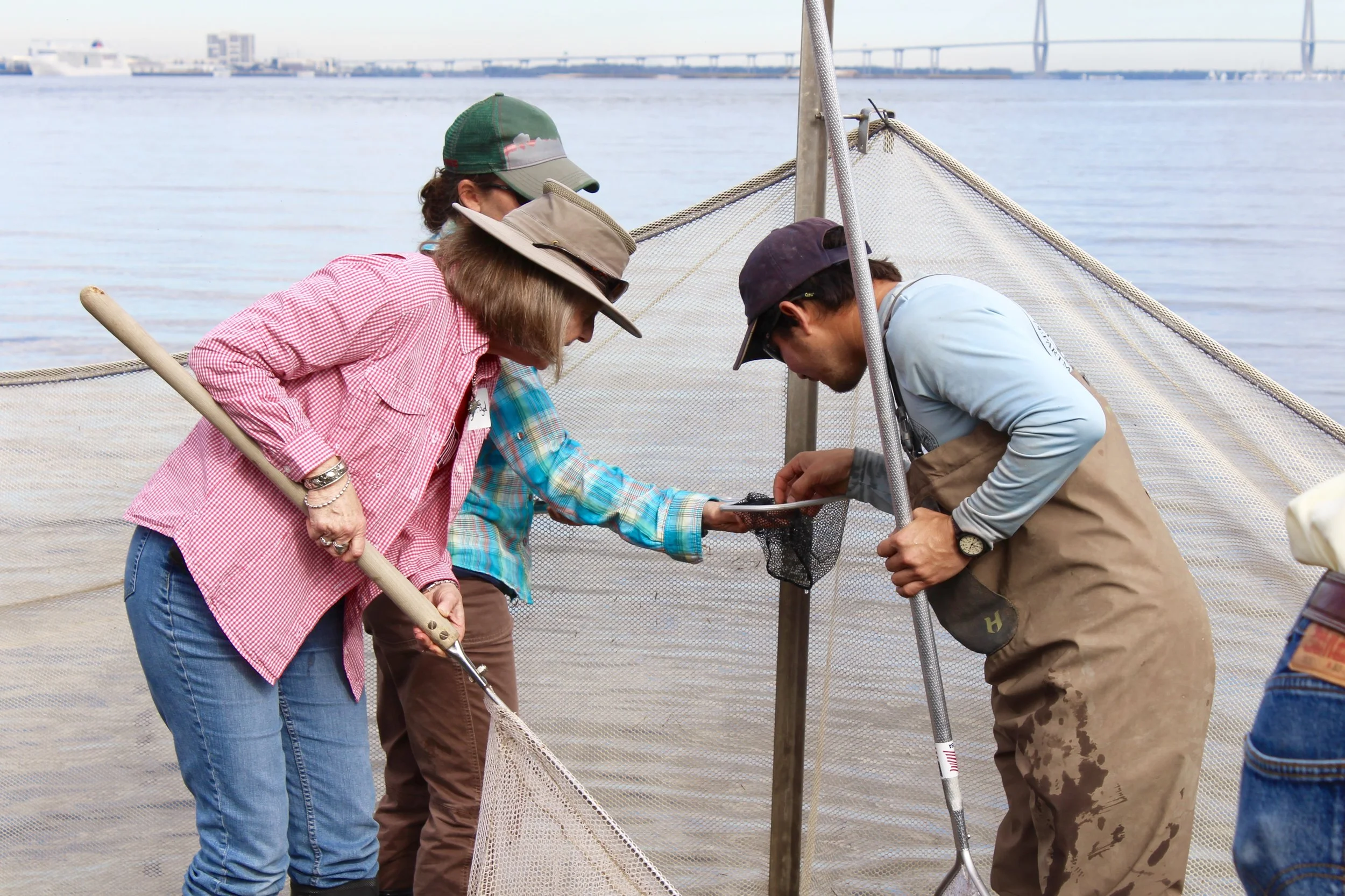 SCDNR shellfish biologist Ben Stone (right) identifies a fish caught by attendees of a recent "Intertidal Zones" workshop during drop-net sampling. (Photo: E. Weeks/SCDNR) 