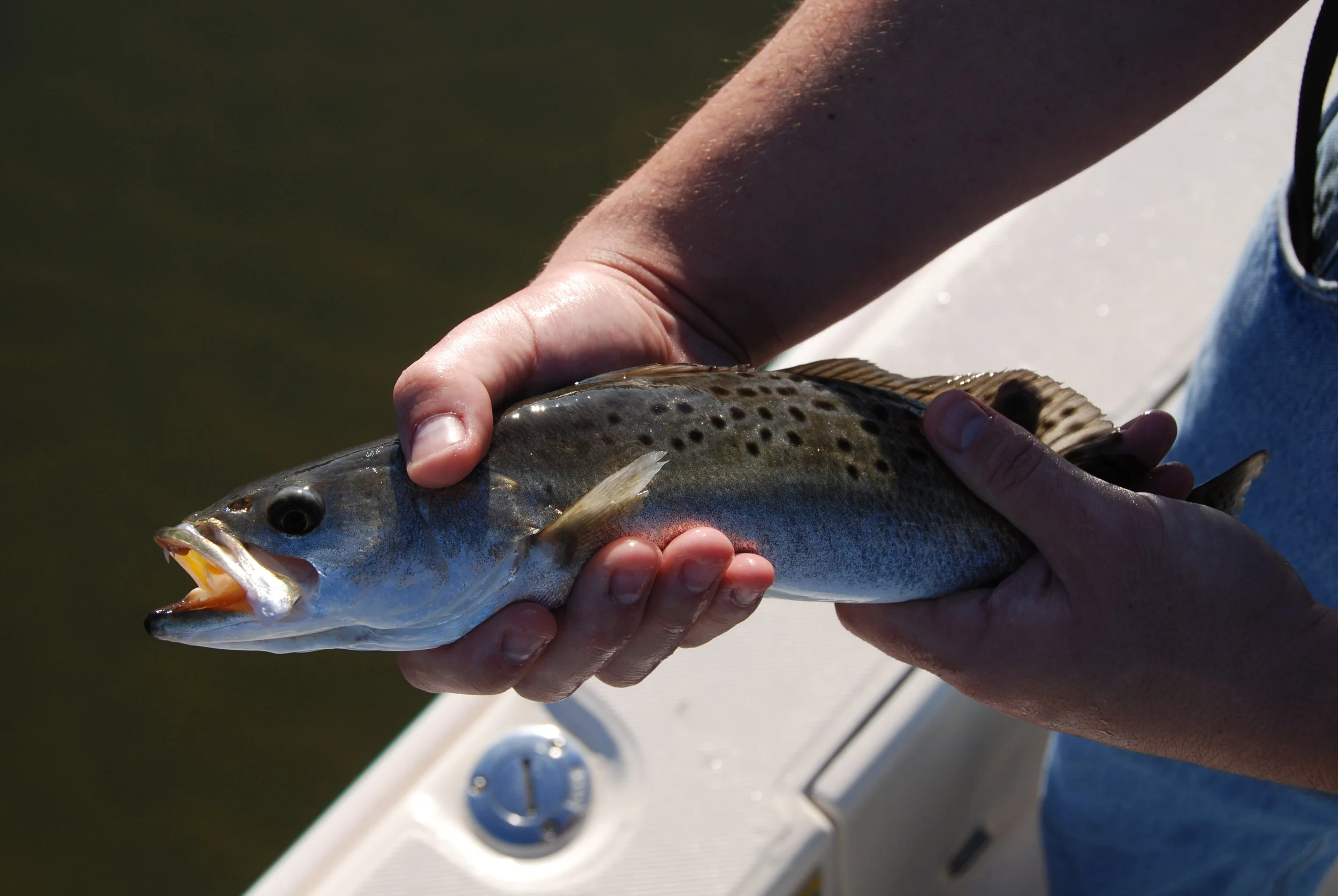 Photo: Philip Jones/SCDNR