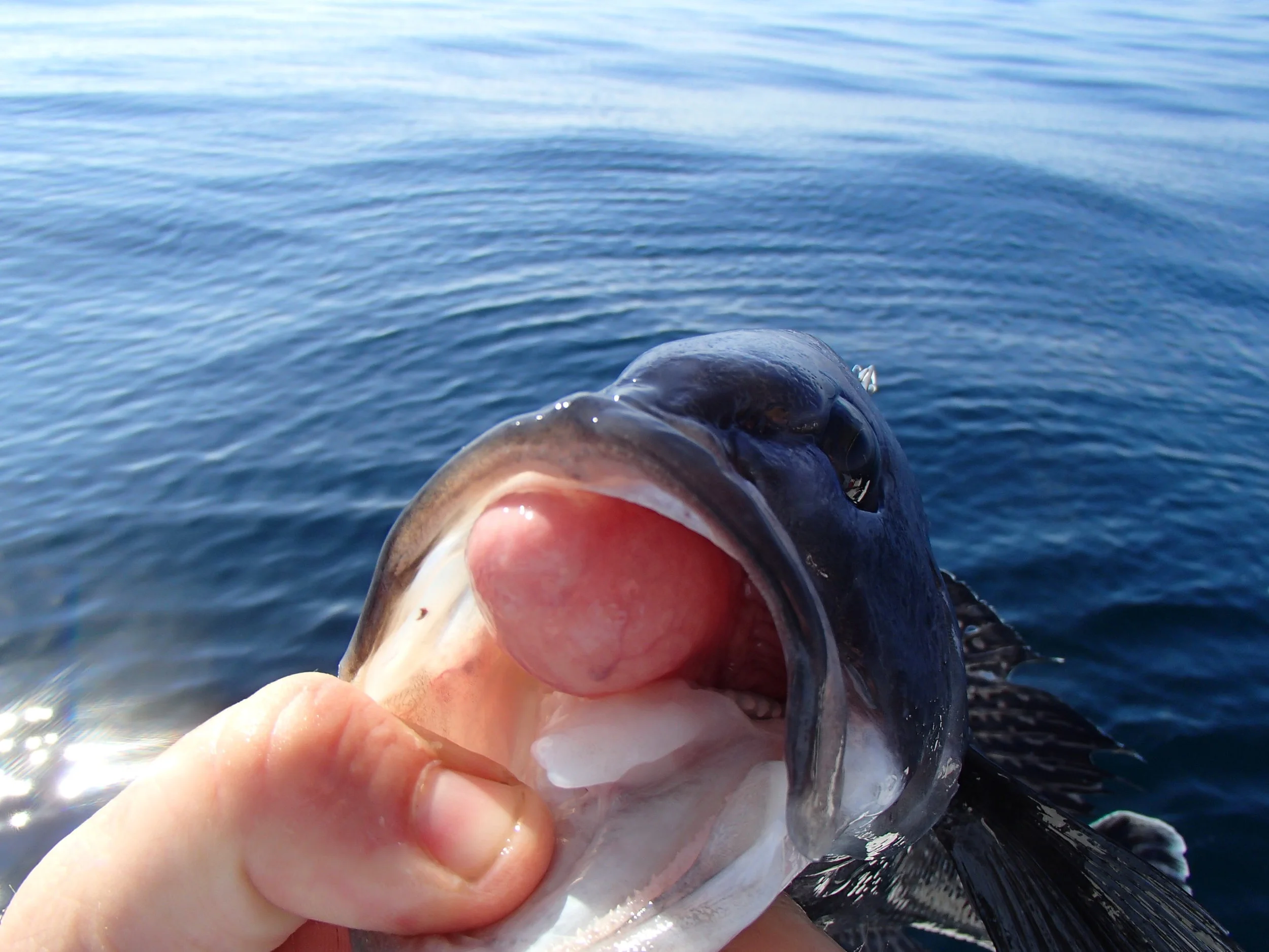 This photo, captured by Florida Sea Grant agent Bryan Fluech , shows a fish exhibiting signs of barotrauma.