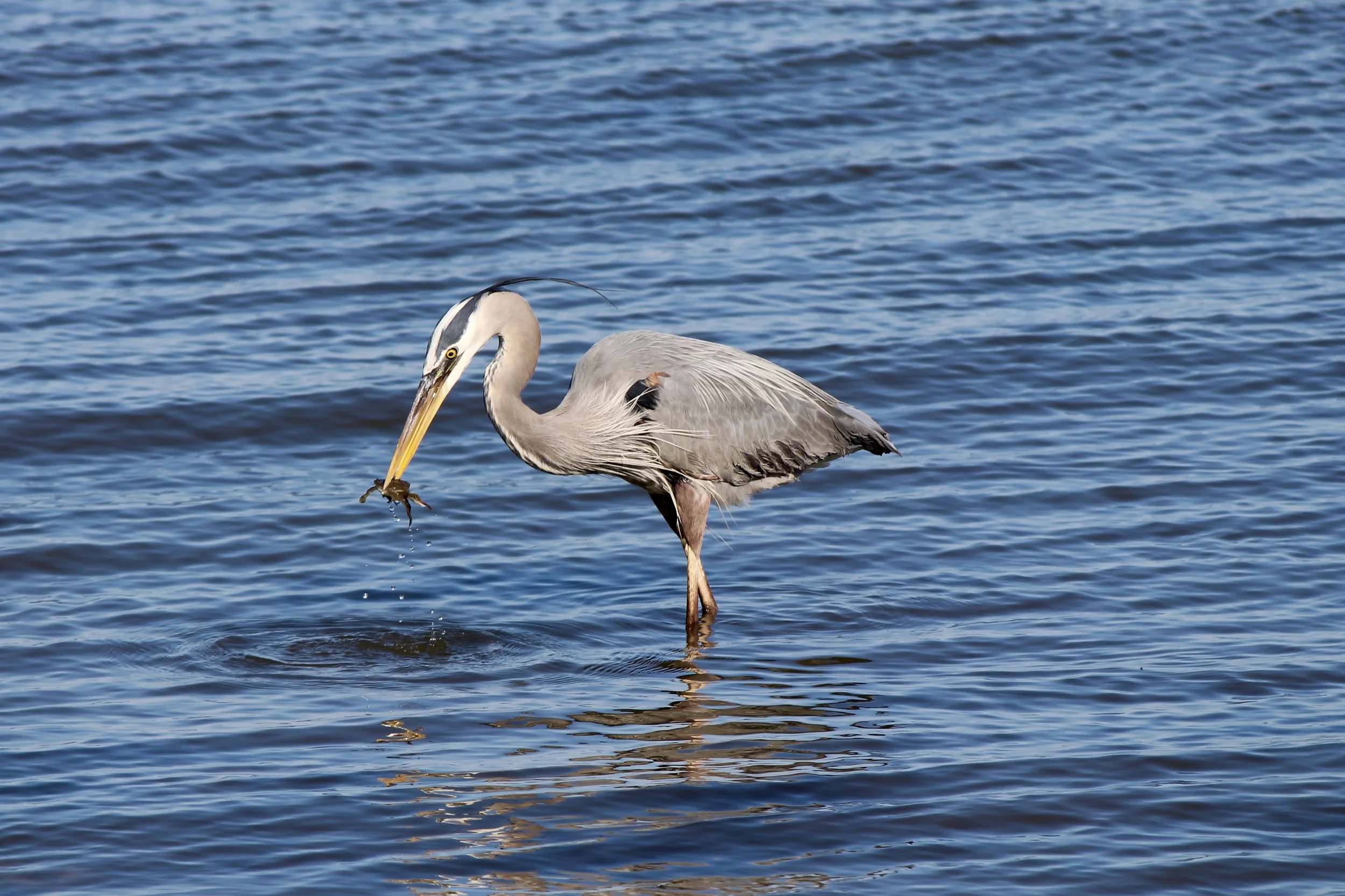 Photo: E. Weeks/SCDNR