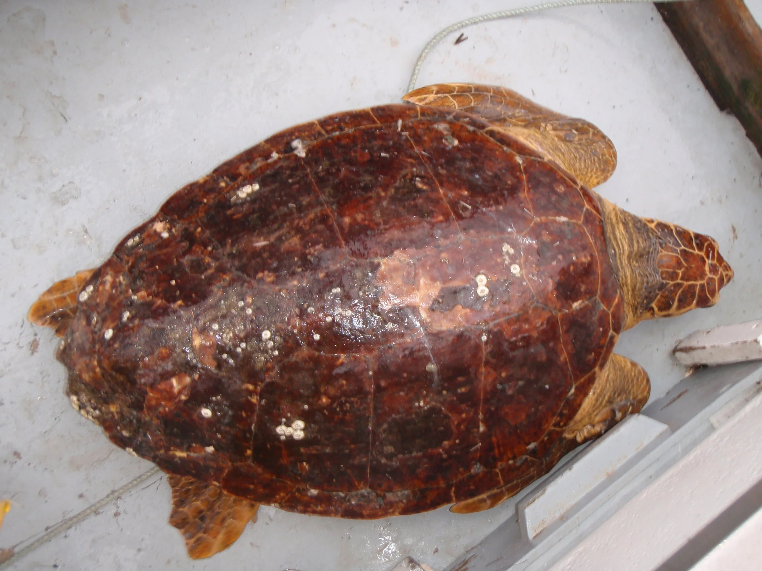 “North” the loggerhead sea turtle’s recapture photo from SCDNR biologists aboard the Lady Lisa (Photo: SEAMAP/SCDNR)