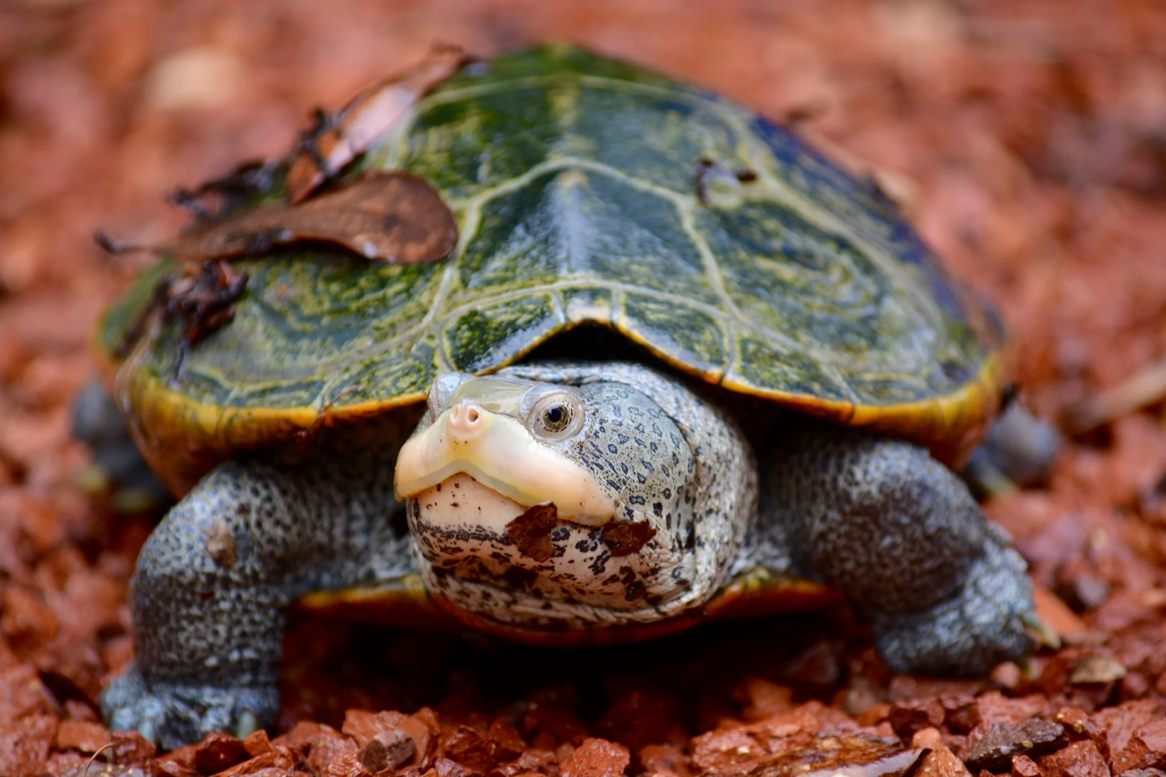 Citizen Scientist S Backyard A Hotspot For Colorful Turtles South Carolina Coastal Resources