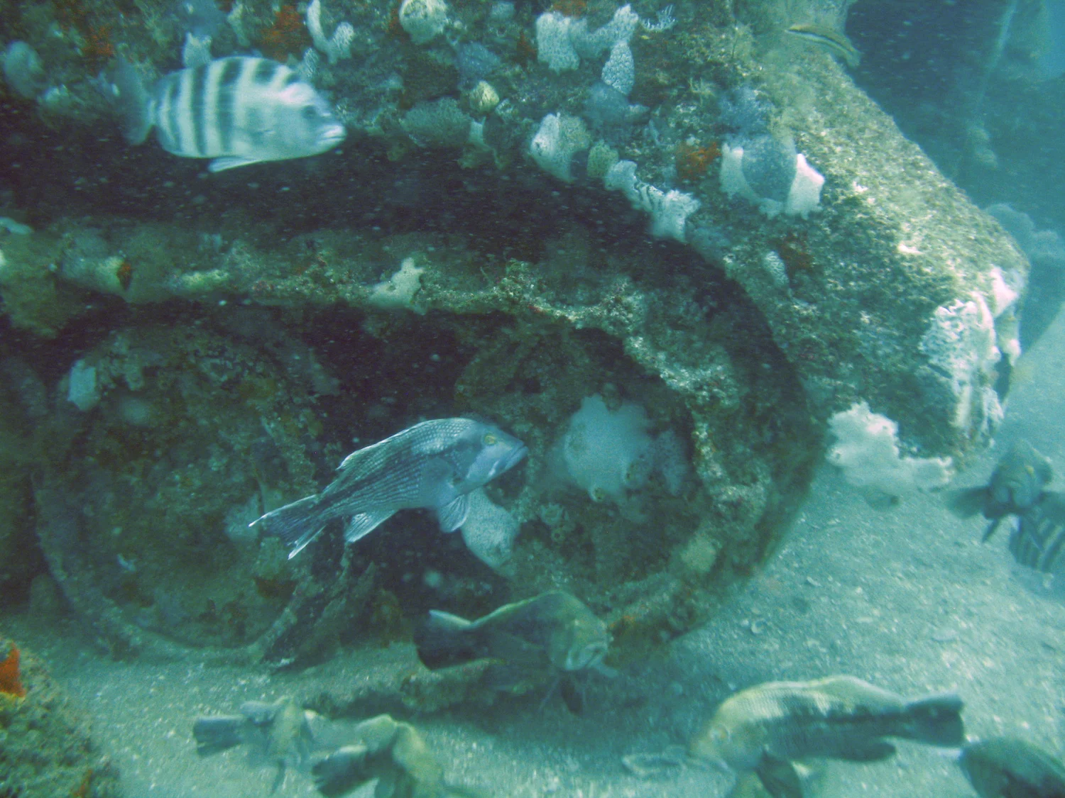 Peces Serrano estriado y Sargo chopa nadando cerca de las ruedas de un vehículo militar reutilizado en un arrecife artificial. (Foto por Bob Martore/SCDNR)