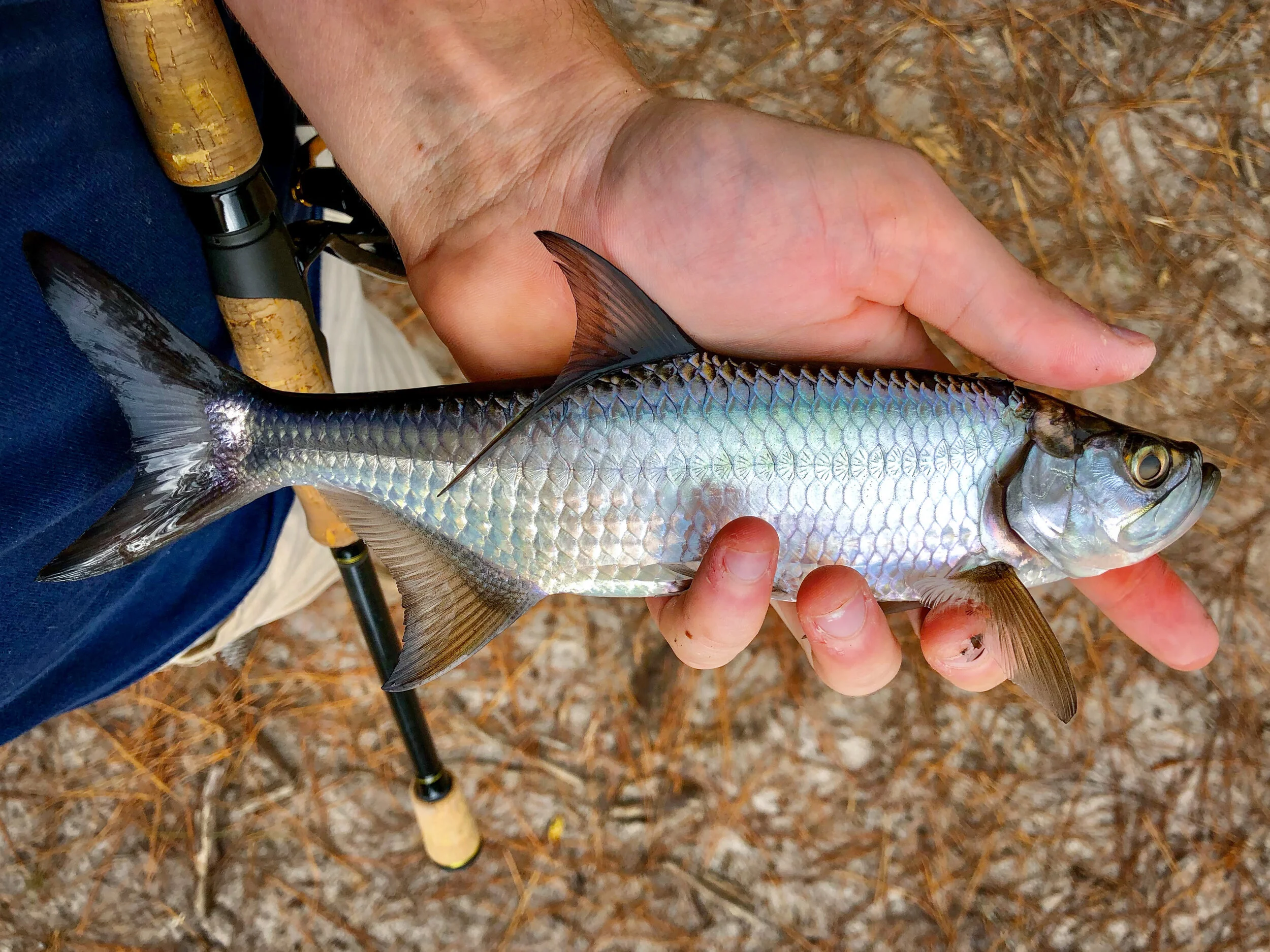 tarpon
