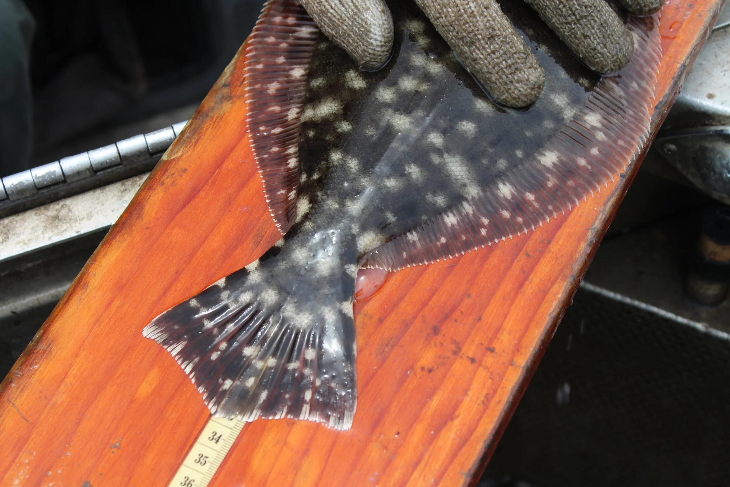 State of the Flatfish Flounder Numbers at Record Low — SOUTH CAROLINA