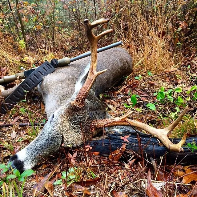 The 2019 SC Deer Harvest Report is now available!
.
A few highlights from the report:
.
🦌  Estimated statewide deer harvest decreased by only 1% from the 2018 season and included 105,201 bucks and 87,872 does.
.
🦌  Fall 2019 was the third season of