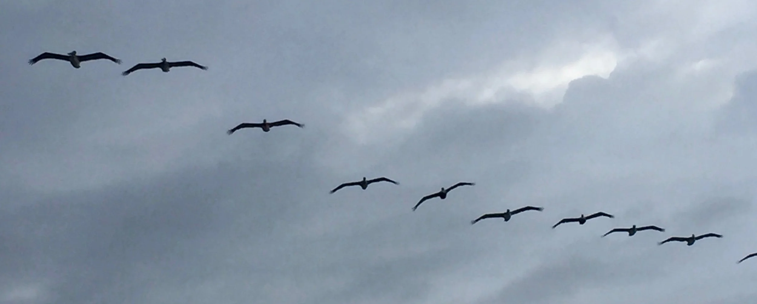 Flying into the New Year! 