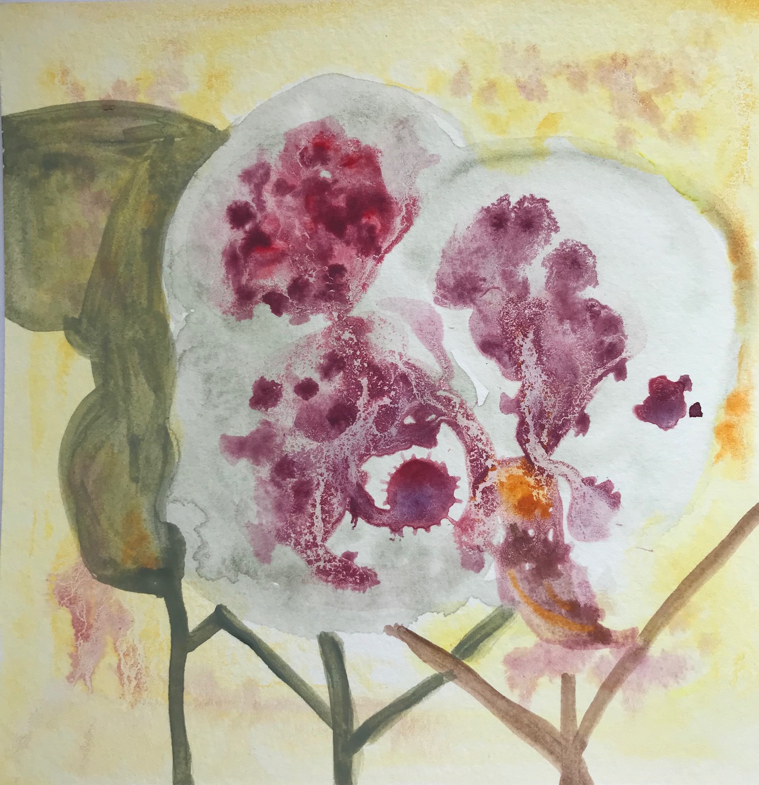 Orchid, watercolor on paper