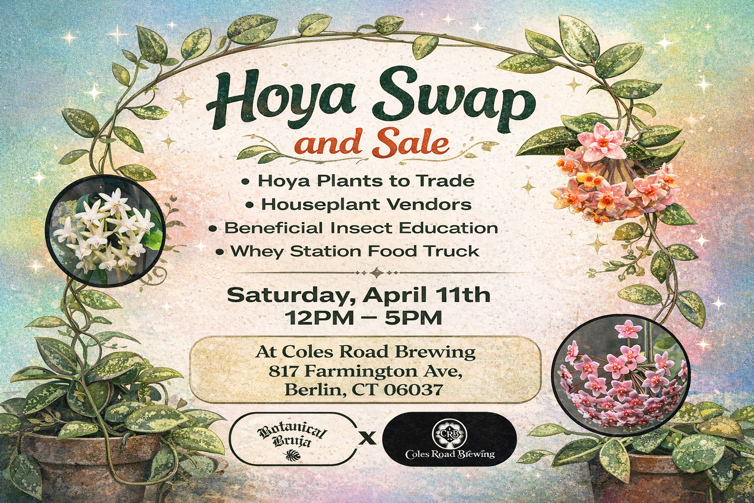 Hoya Swap with Botanical Bruja