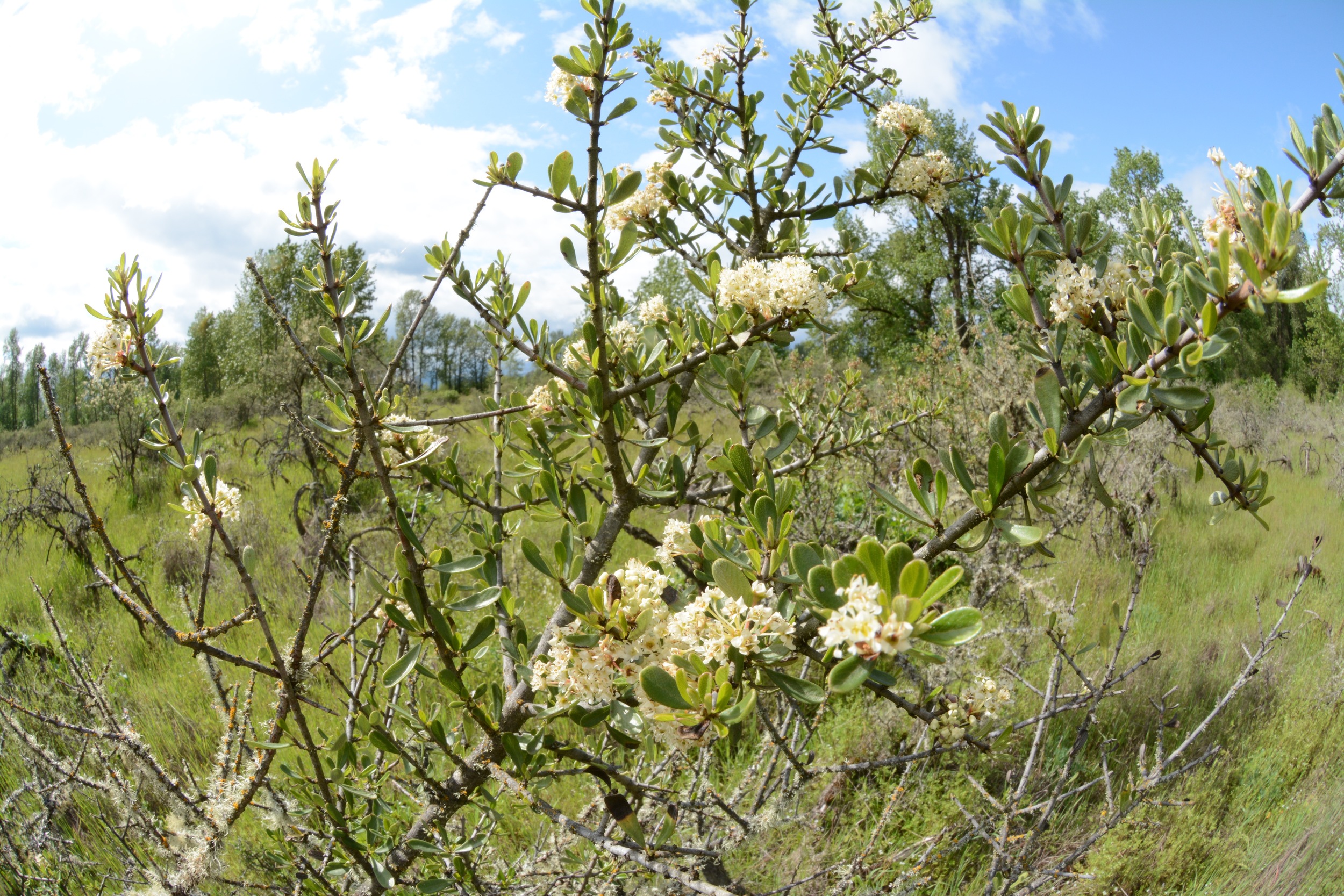 Ceanothus at a Greenway site. 