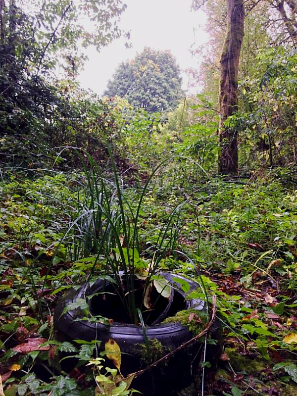 Floodplain Forest Clean Up @ Willamette Mission
