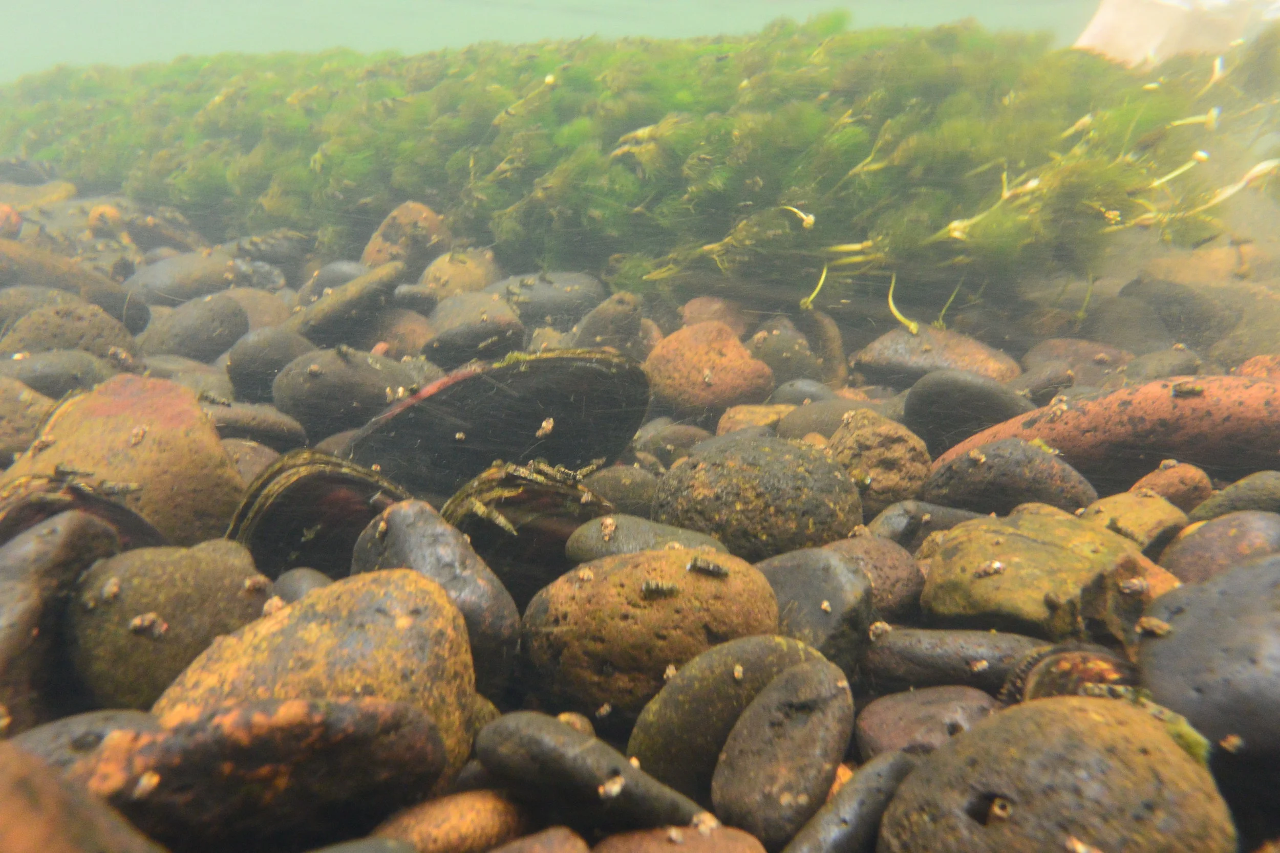 Western Pearlshell Mussels