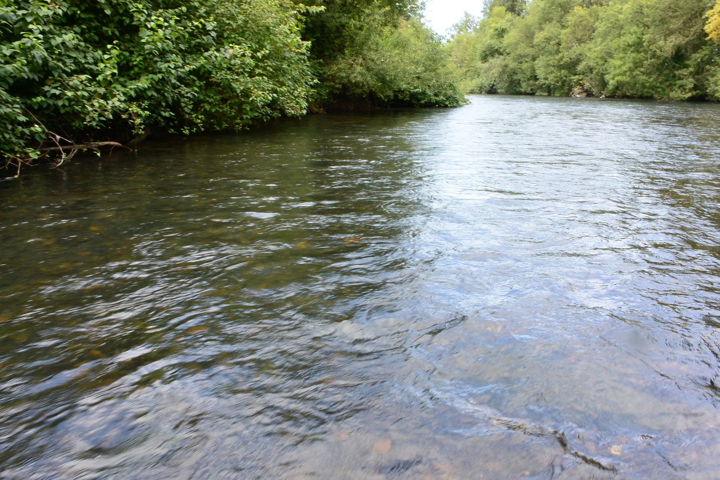 A swift moving Willamette side channel, sometimes where Western Pearlshell can be located. 