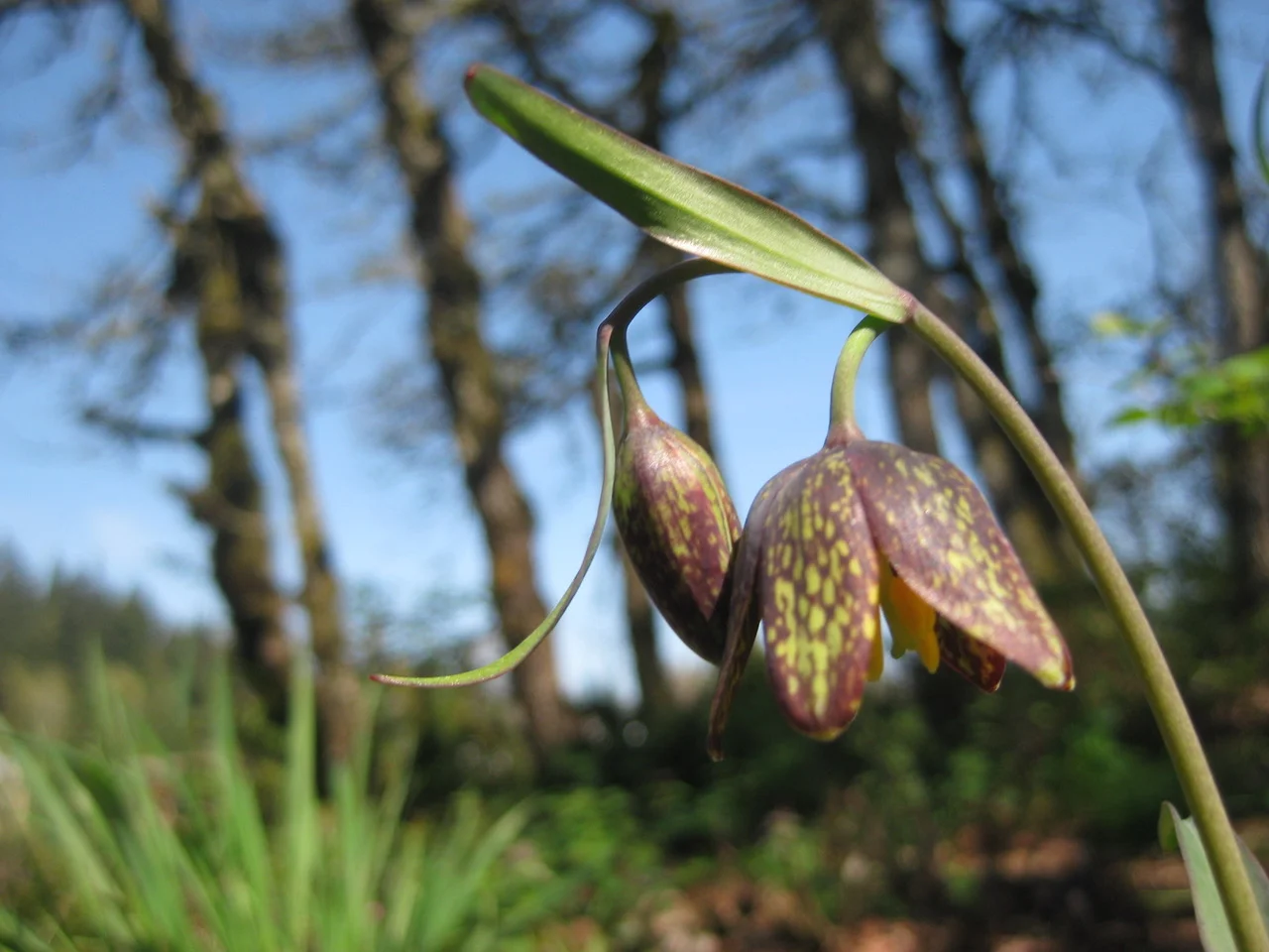 Paddle + Wildflower Walk at Elk Rock Island