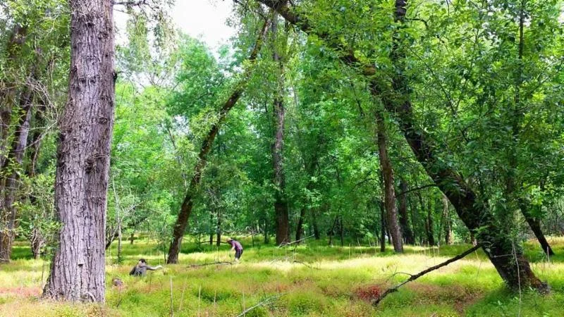 Paddle to Restore Ross Island