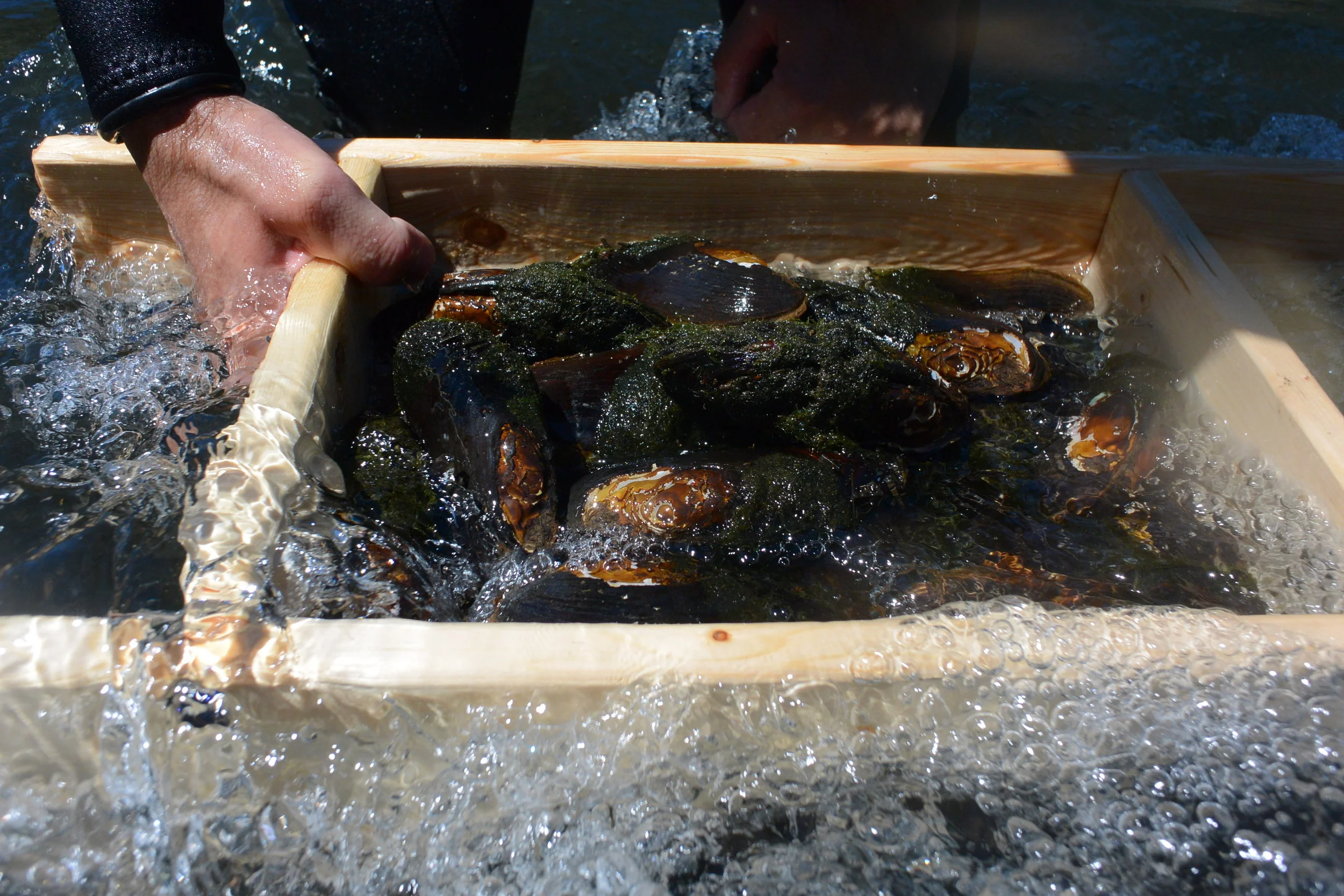 Mussels temporarily removed from river bed to measure during survey. 