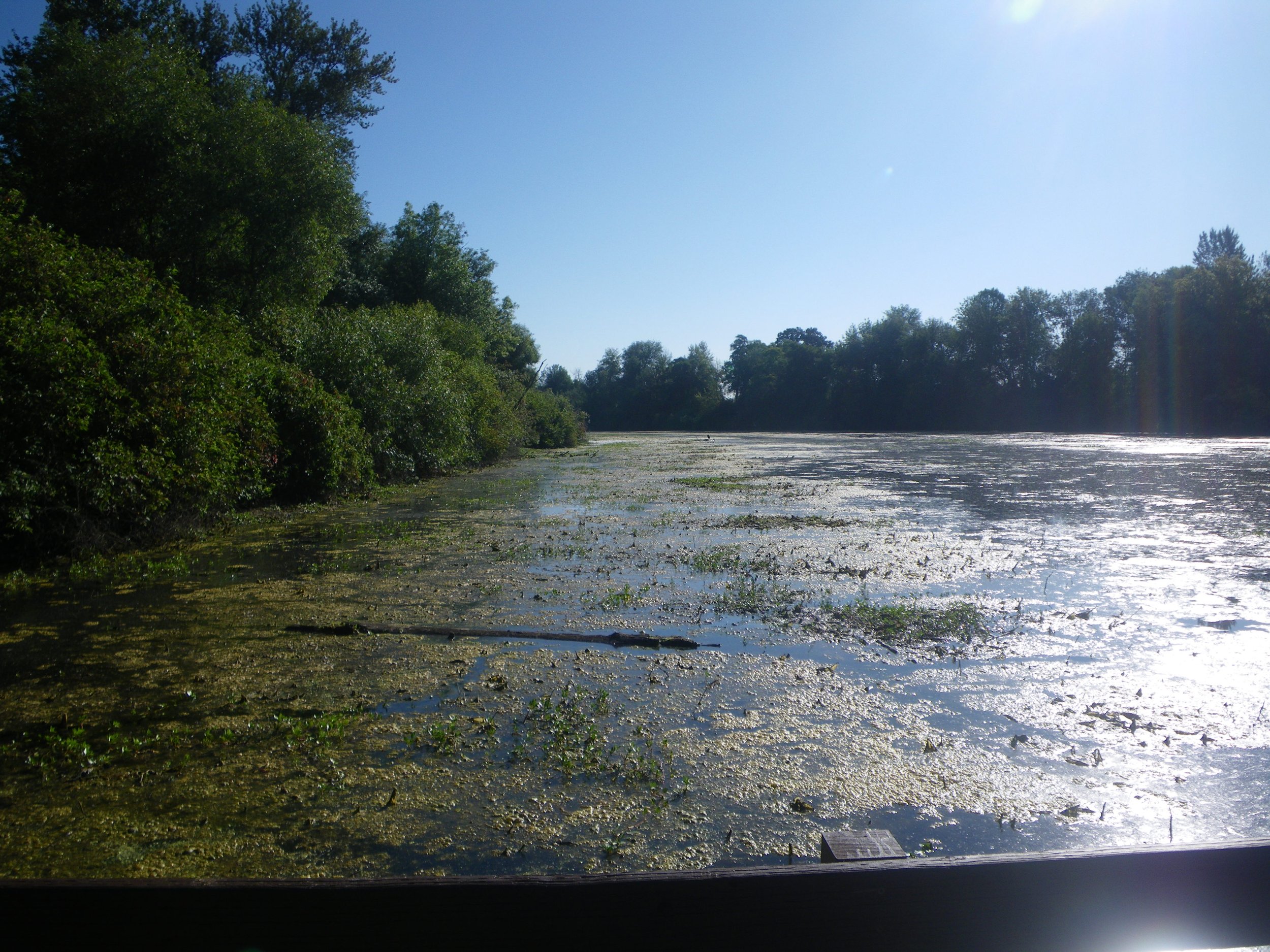 Mission Lake Dock looking North 7-24-19.jpg