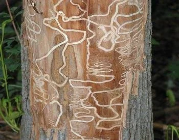 The Oregon Ash Invasion has Begun