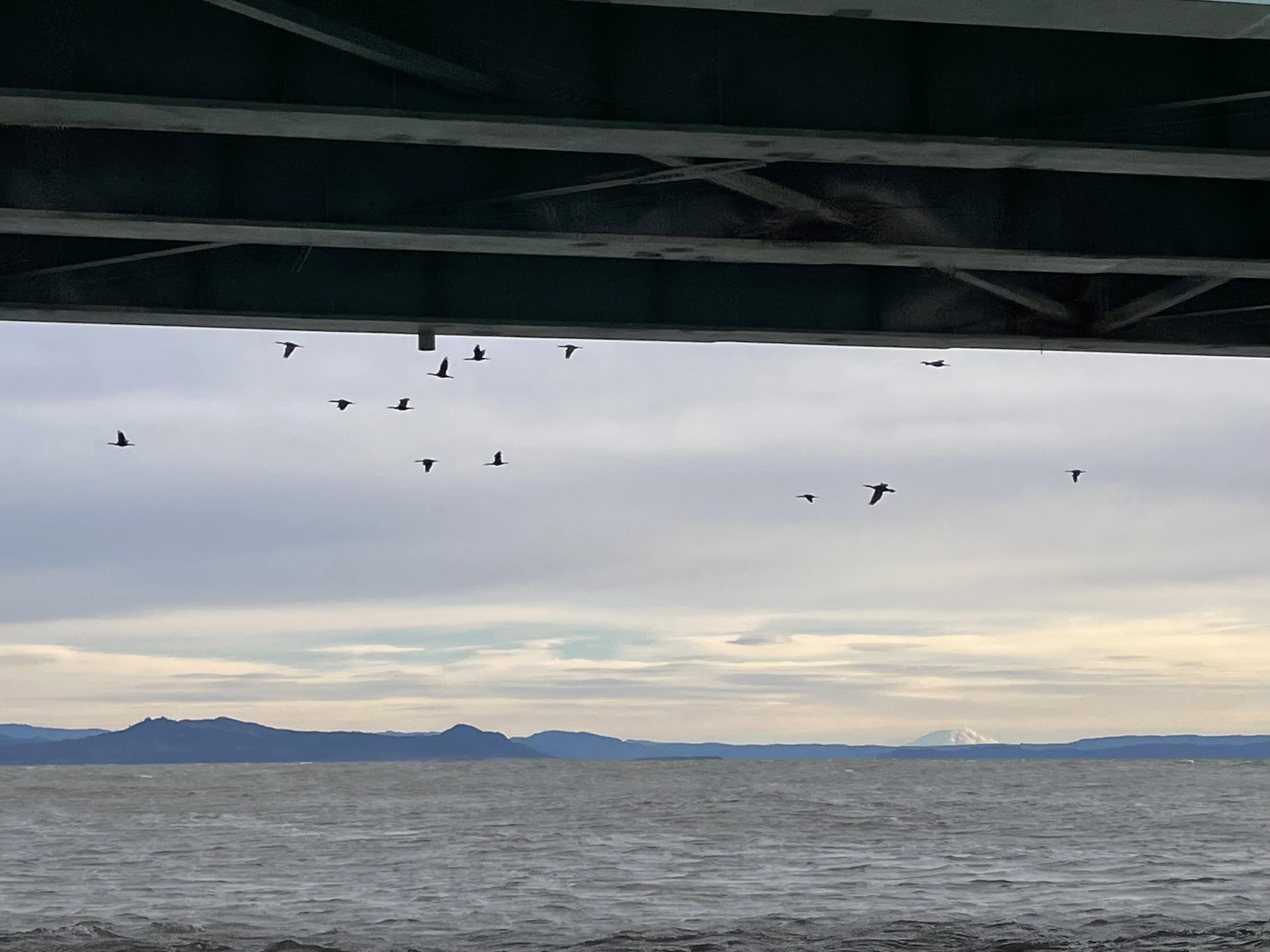 Study Recommends Returning Cormorants to East Sand Island