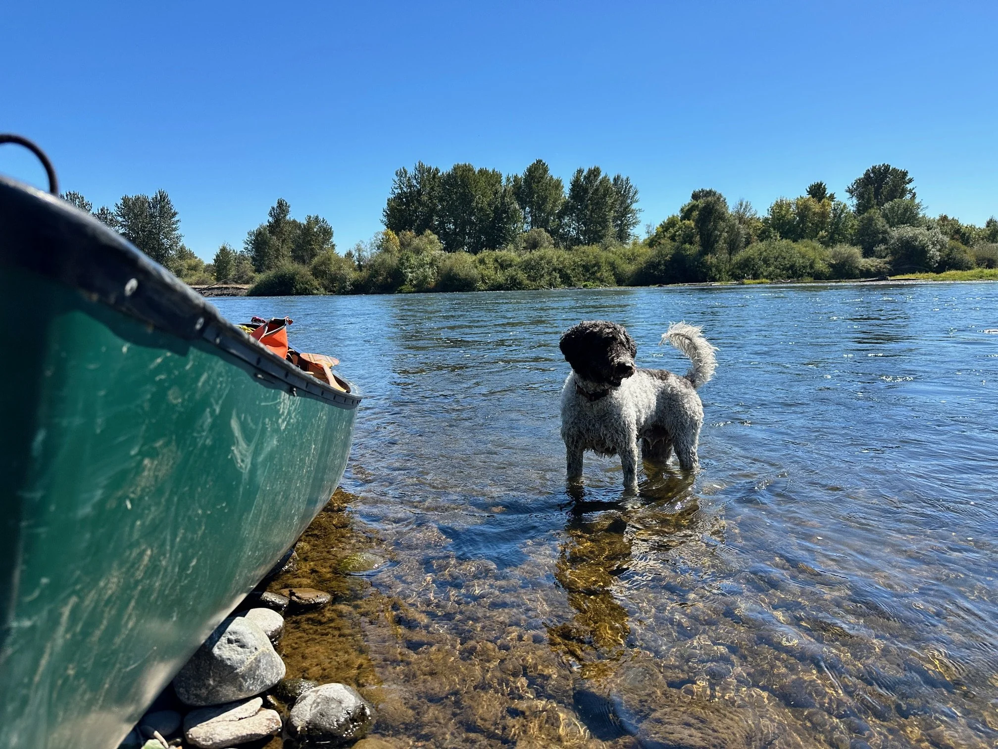  George the Labradoodle, a constant companion throughout the trip, takes a break to cool off in the river. 