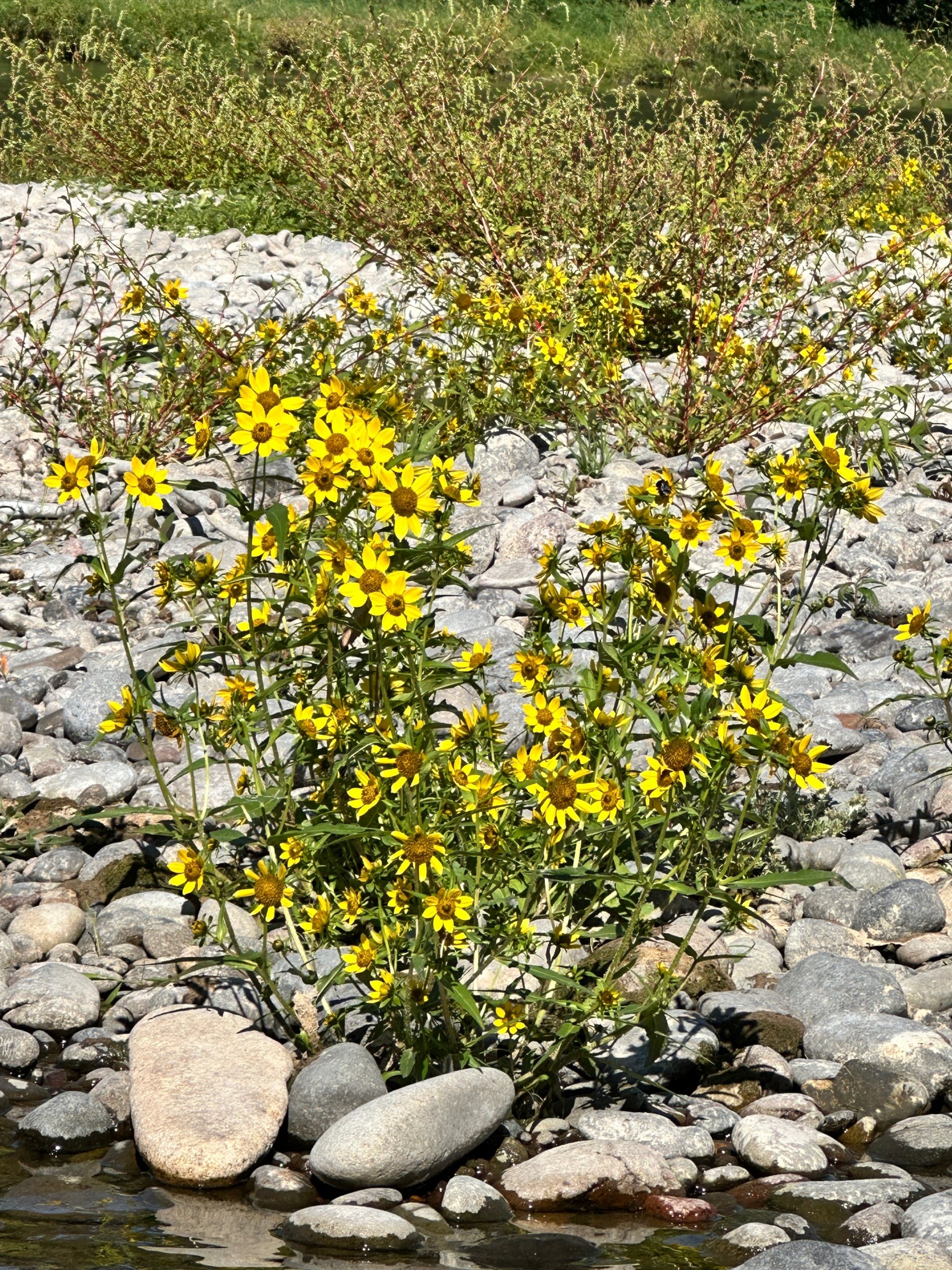  An abundance of beggars tick ( Bidens aristosa ) bloom from summer to fall and serve as a food source for various pollinators and waterfowl. We found many colorful blazes of these flowers throughout the Willamette floodplain. 