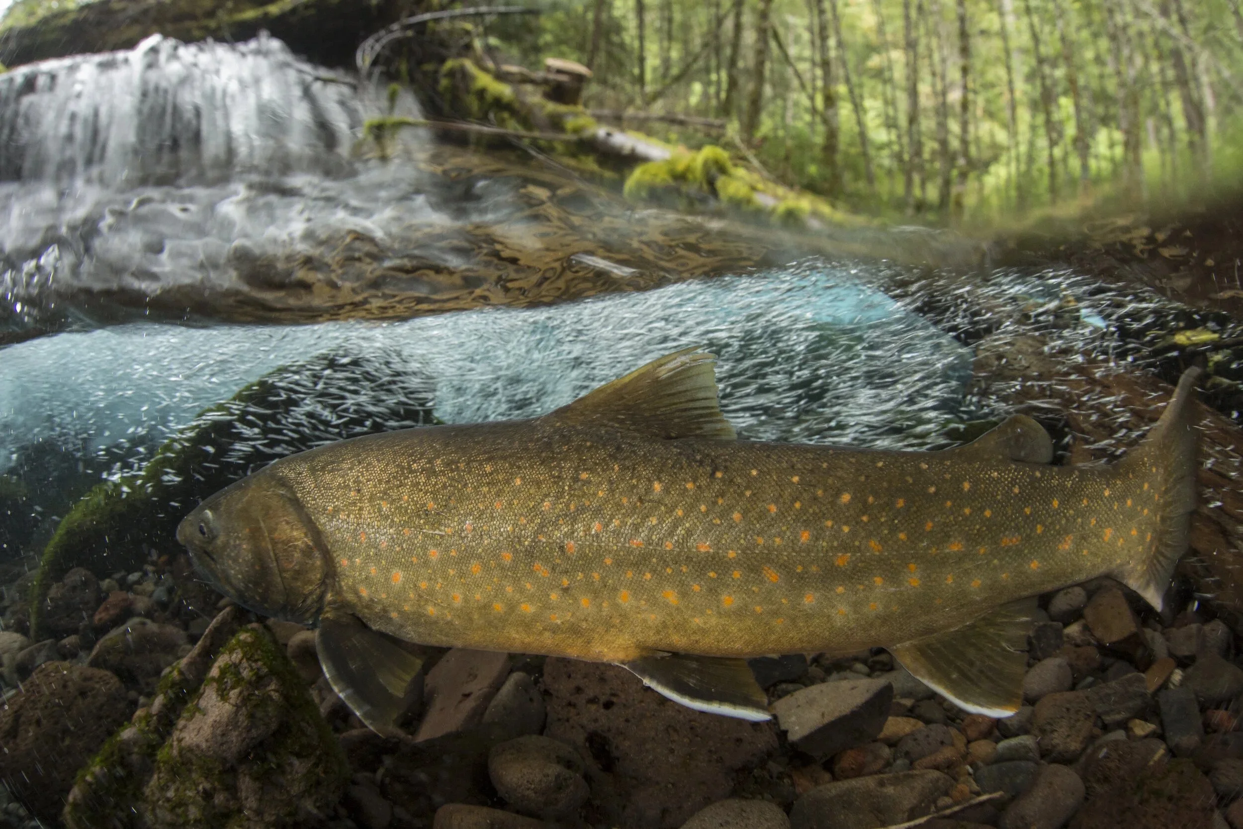 River Flicks for a Cause with Freshwaters Illustrated and Peak Sports