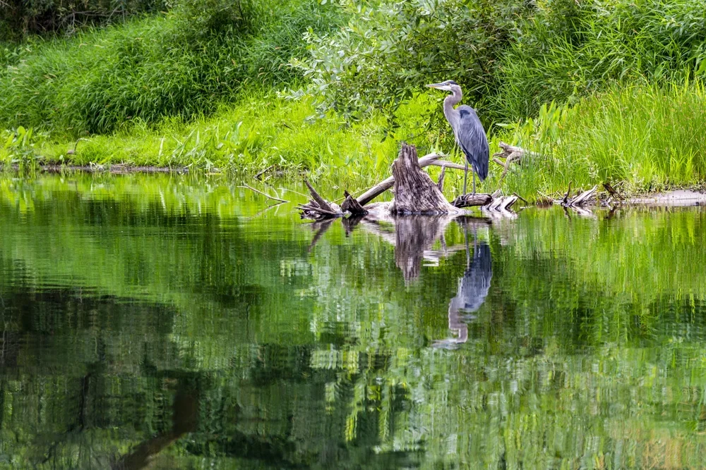 PaddleOregonOld (15).webp