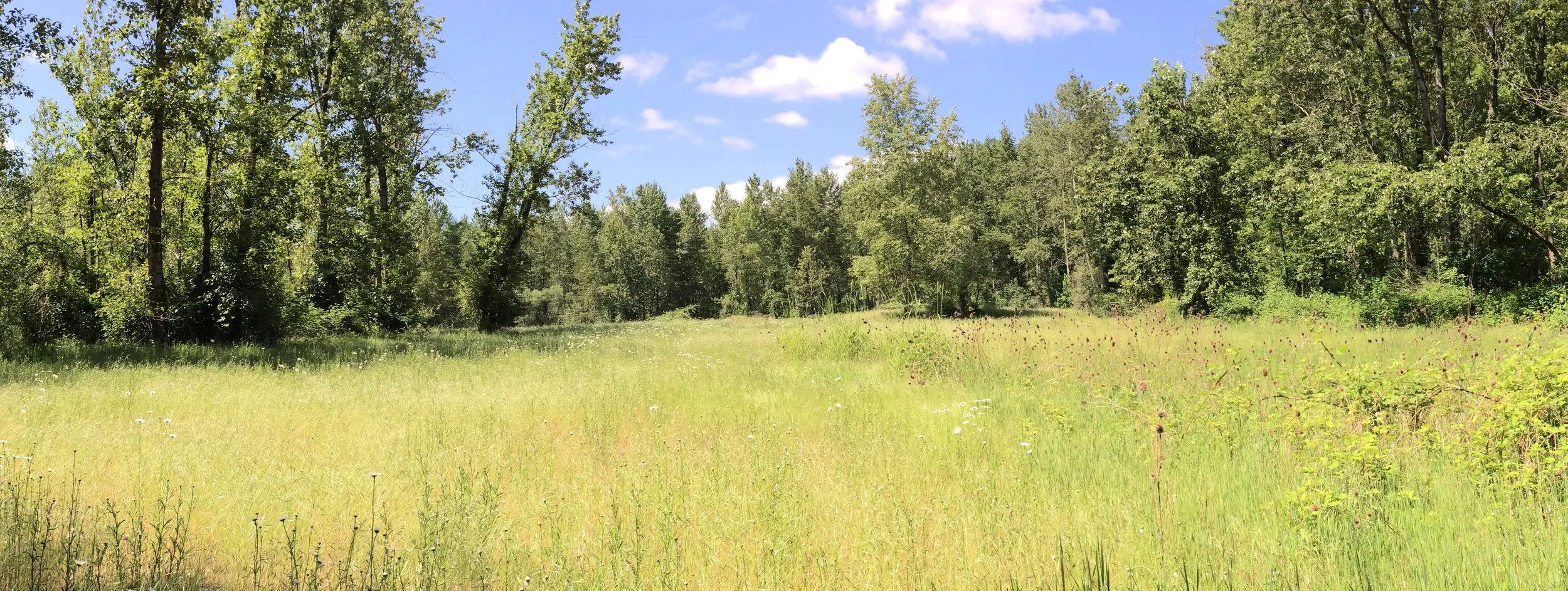 Spring Migration Bird Walk at Gail Achterman Wildlife Area