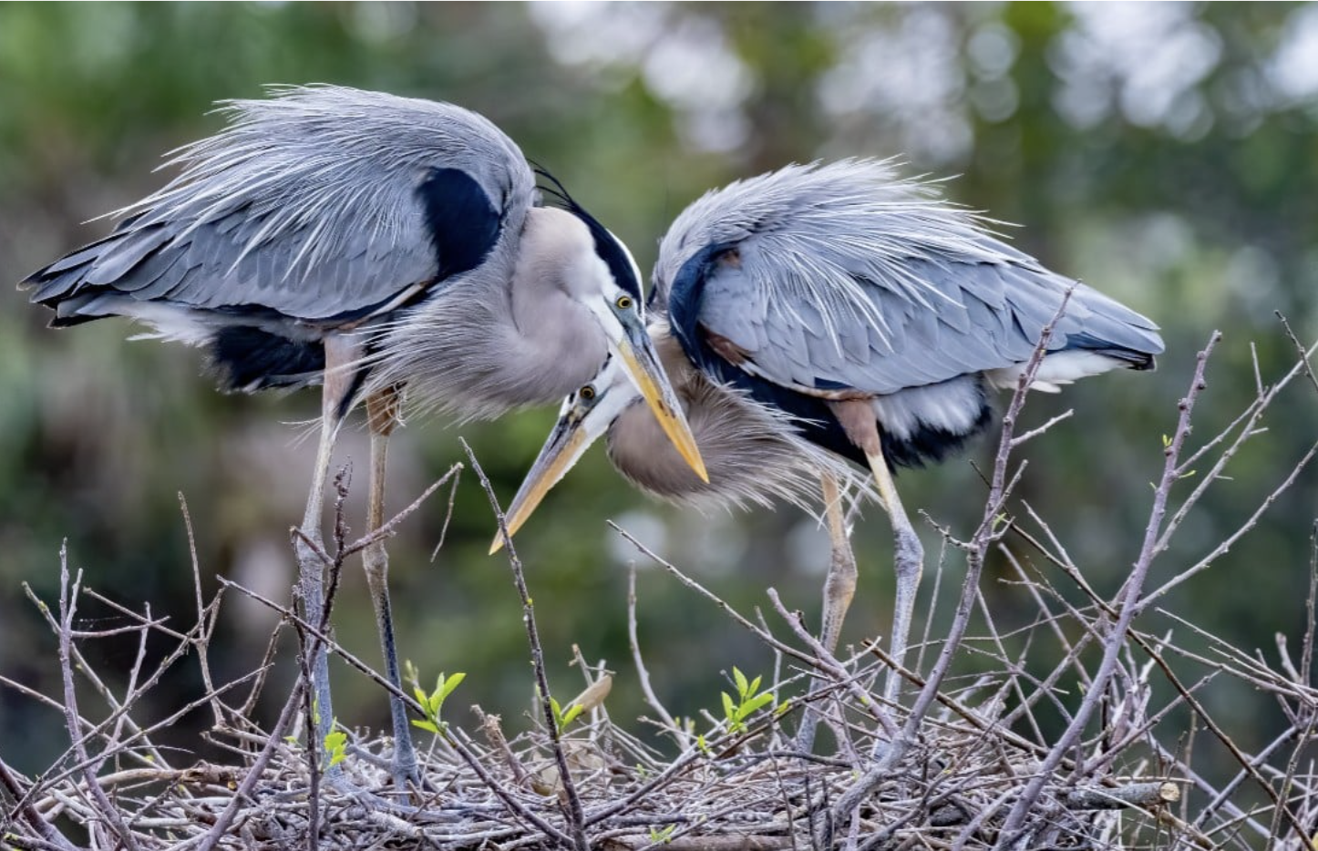 BigJoy Birding Paddle with Bird Alliance of Oregon