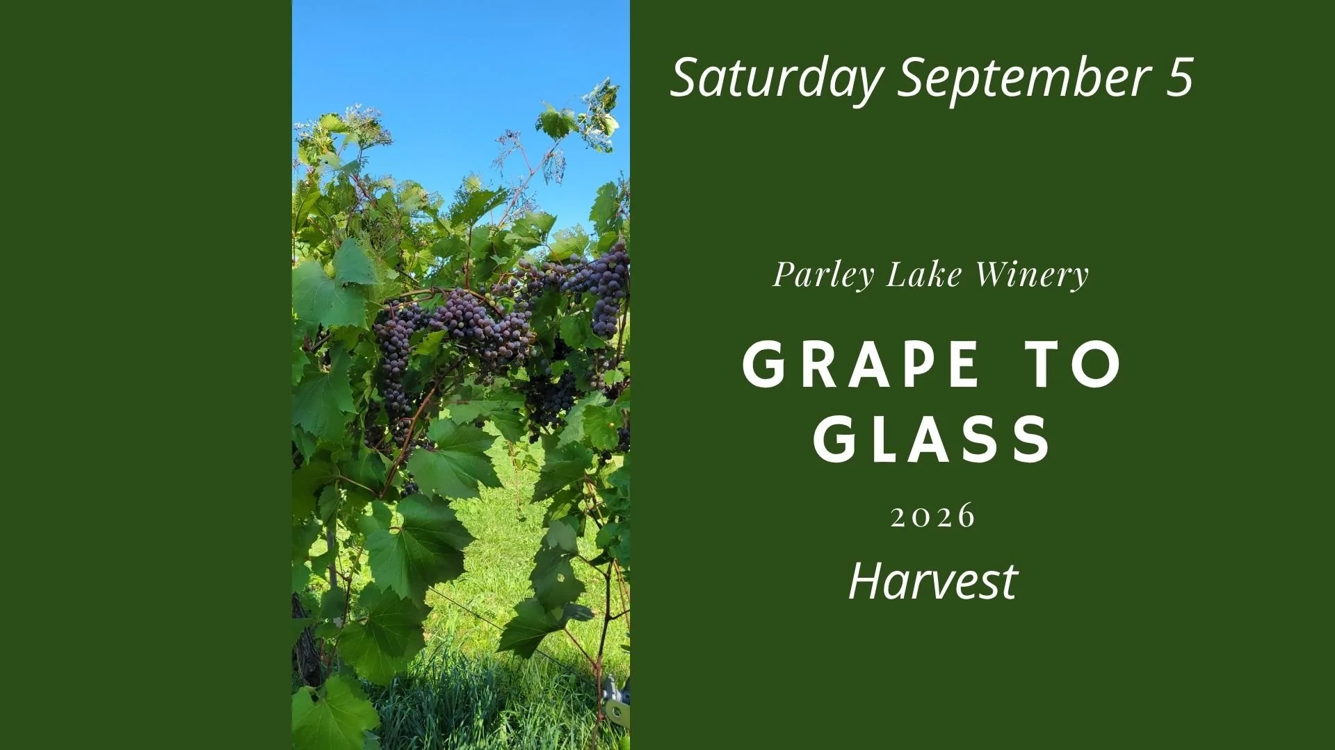 From Grape to Glass: Harvest 2026 