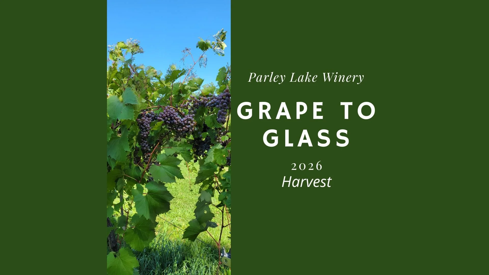 From Grape to Glass: Harvest 2026