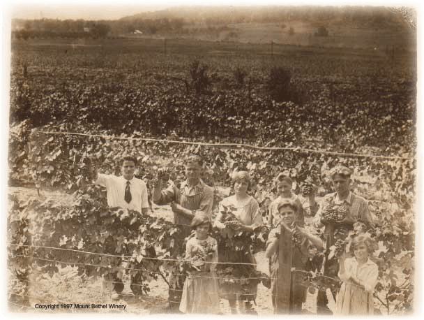 This original picture, which has been on display for decades in our winery, is of our family picking grapes in the early 1900's where the winery is located