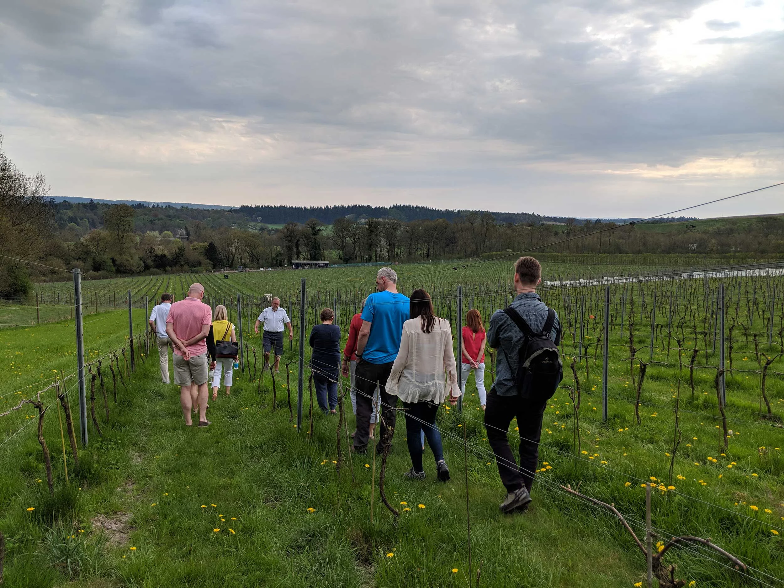 Vineyard tour at Albury Organic Vineyard