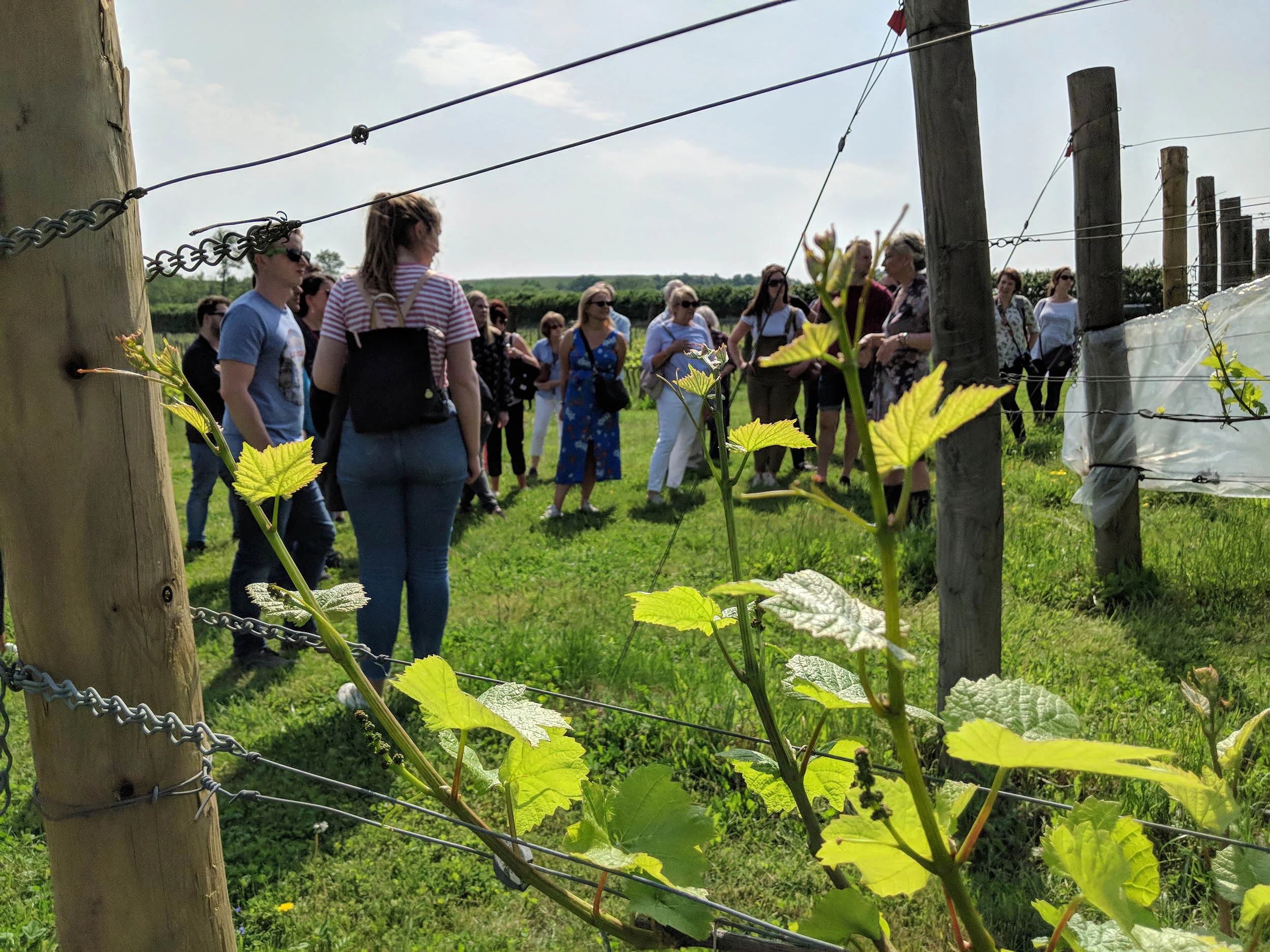 Vineyard tour at Albury Organic Vineyard