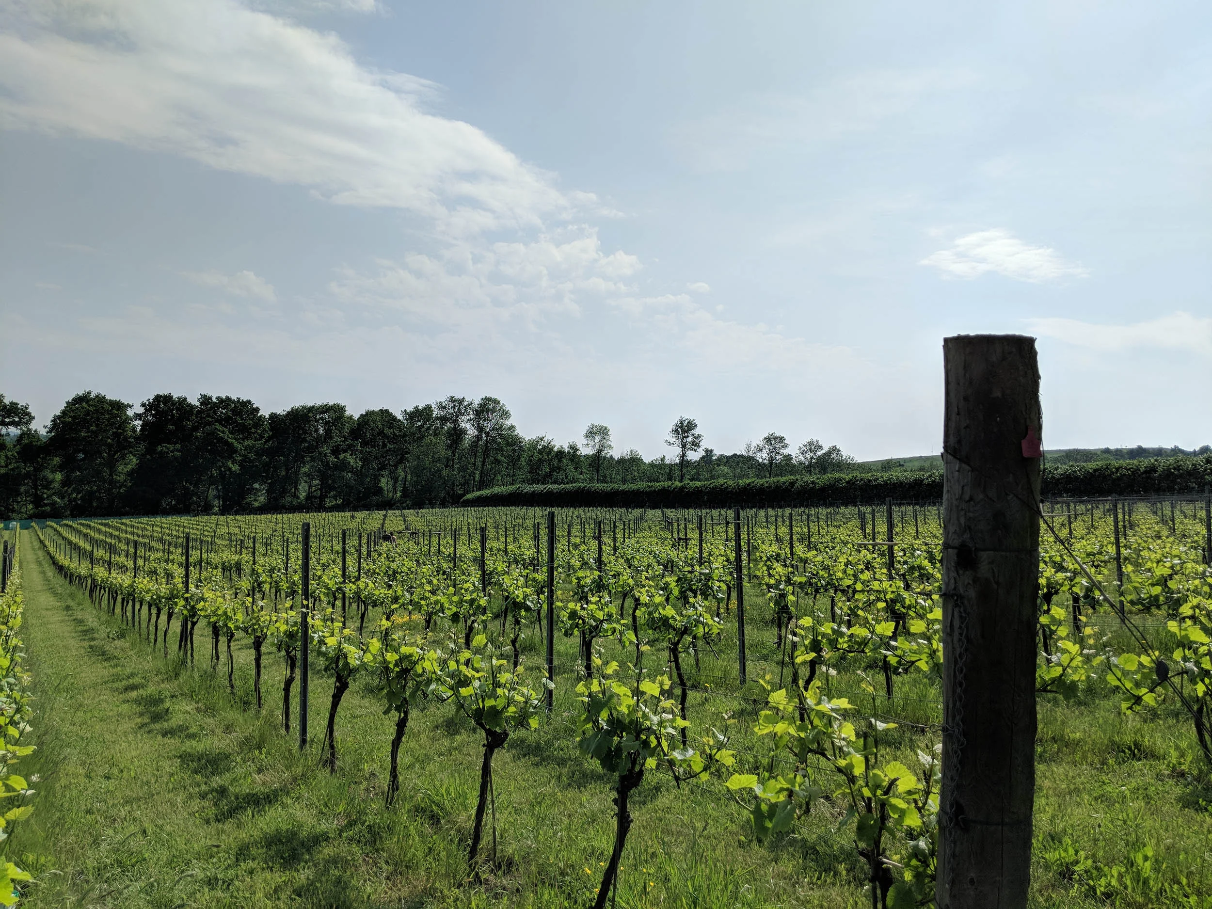 Vineyard tour at Albury Organic Vineyard