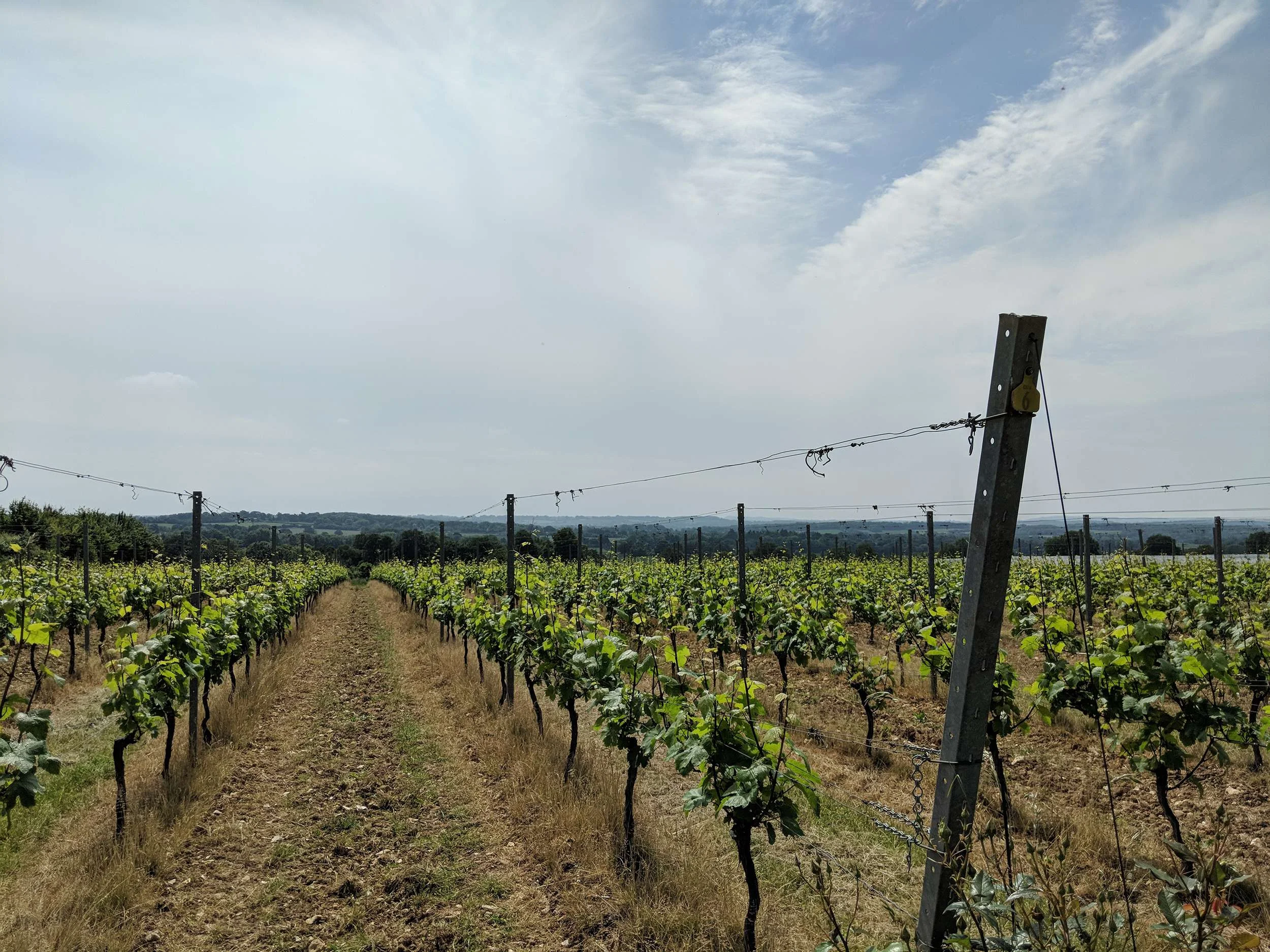 Hattingley Valley Wines Vineyard