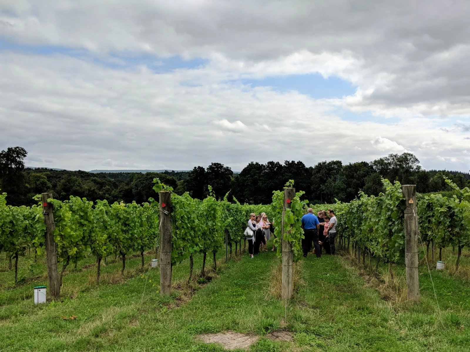 Vineyard Tour at Albury Organic Vineyard