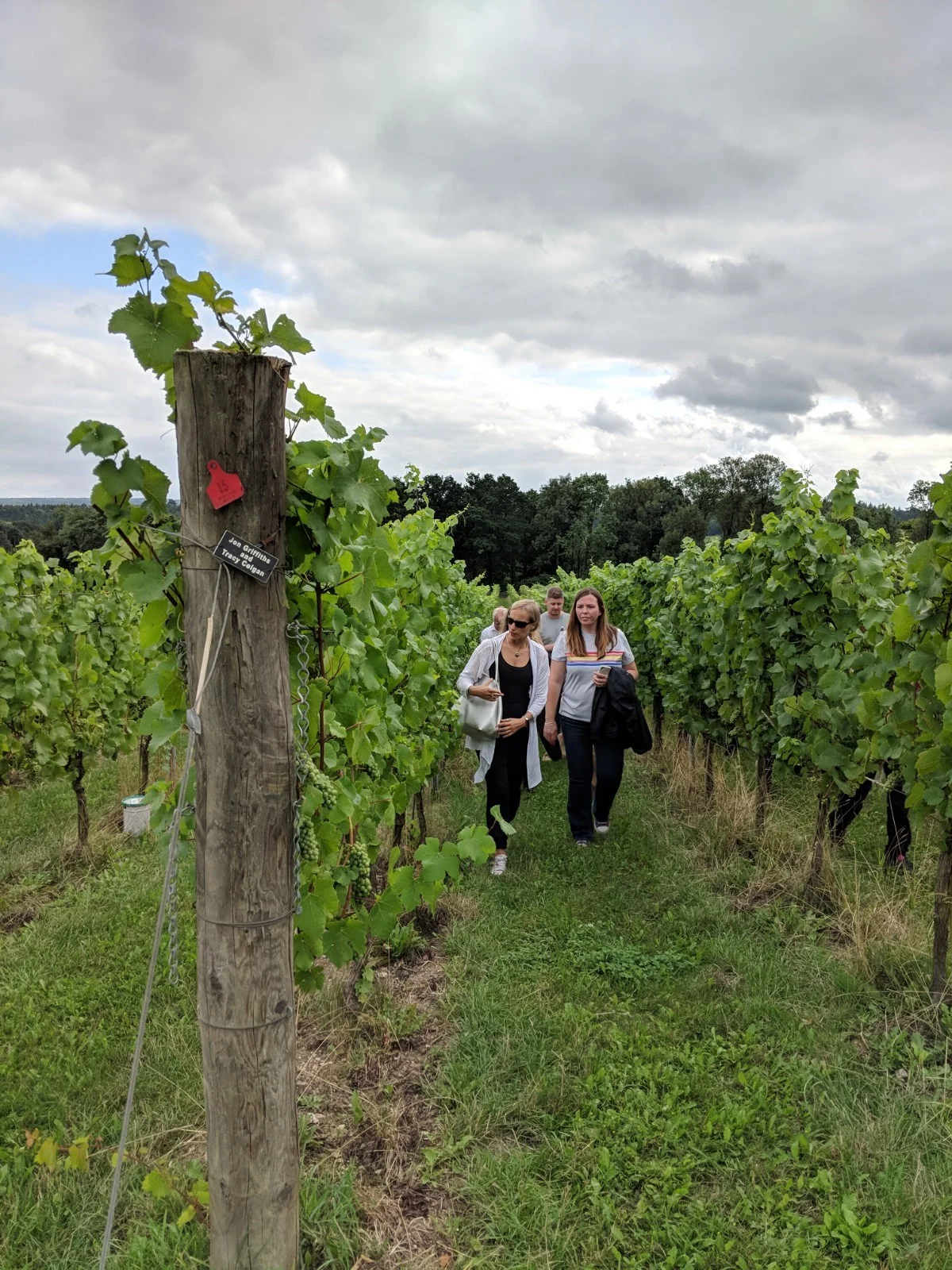 Vineyard Tour at Albury Organic Vineyard