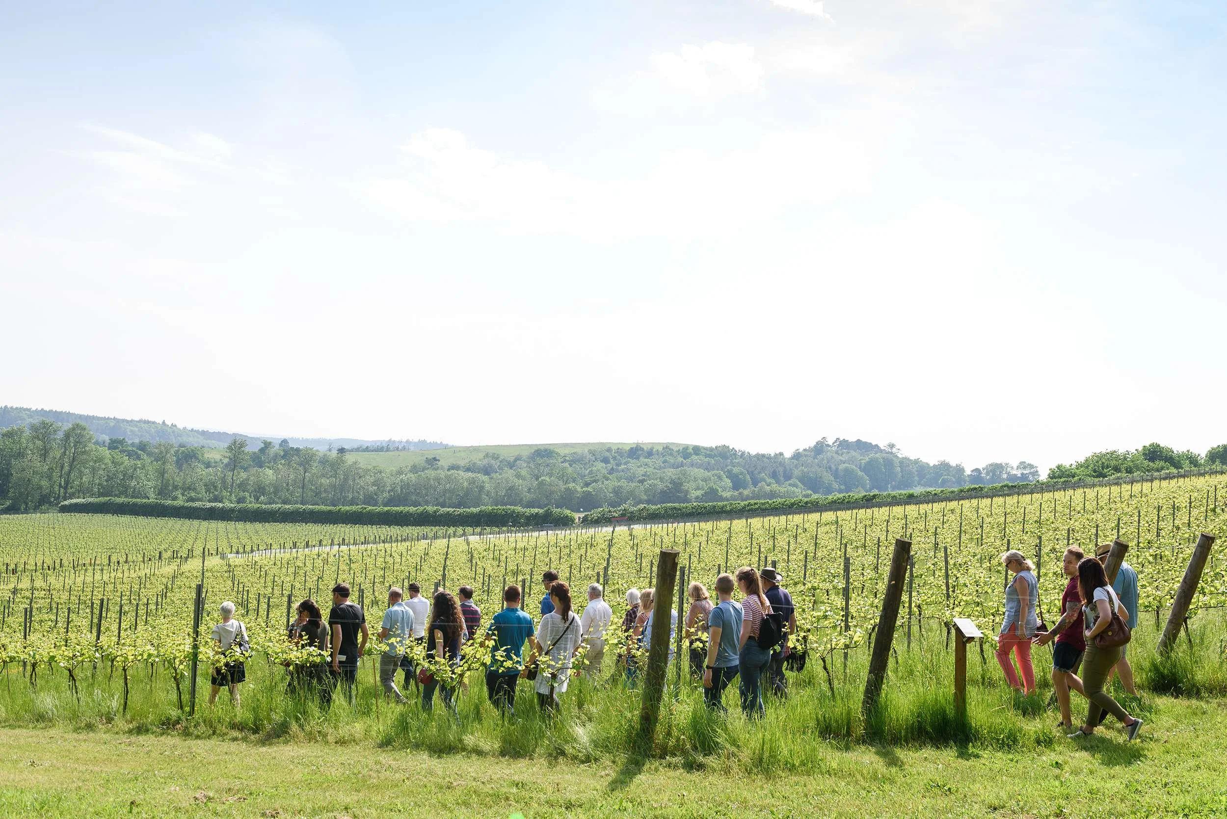 Vineyards of Surrey Tour