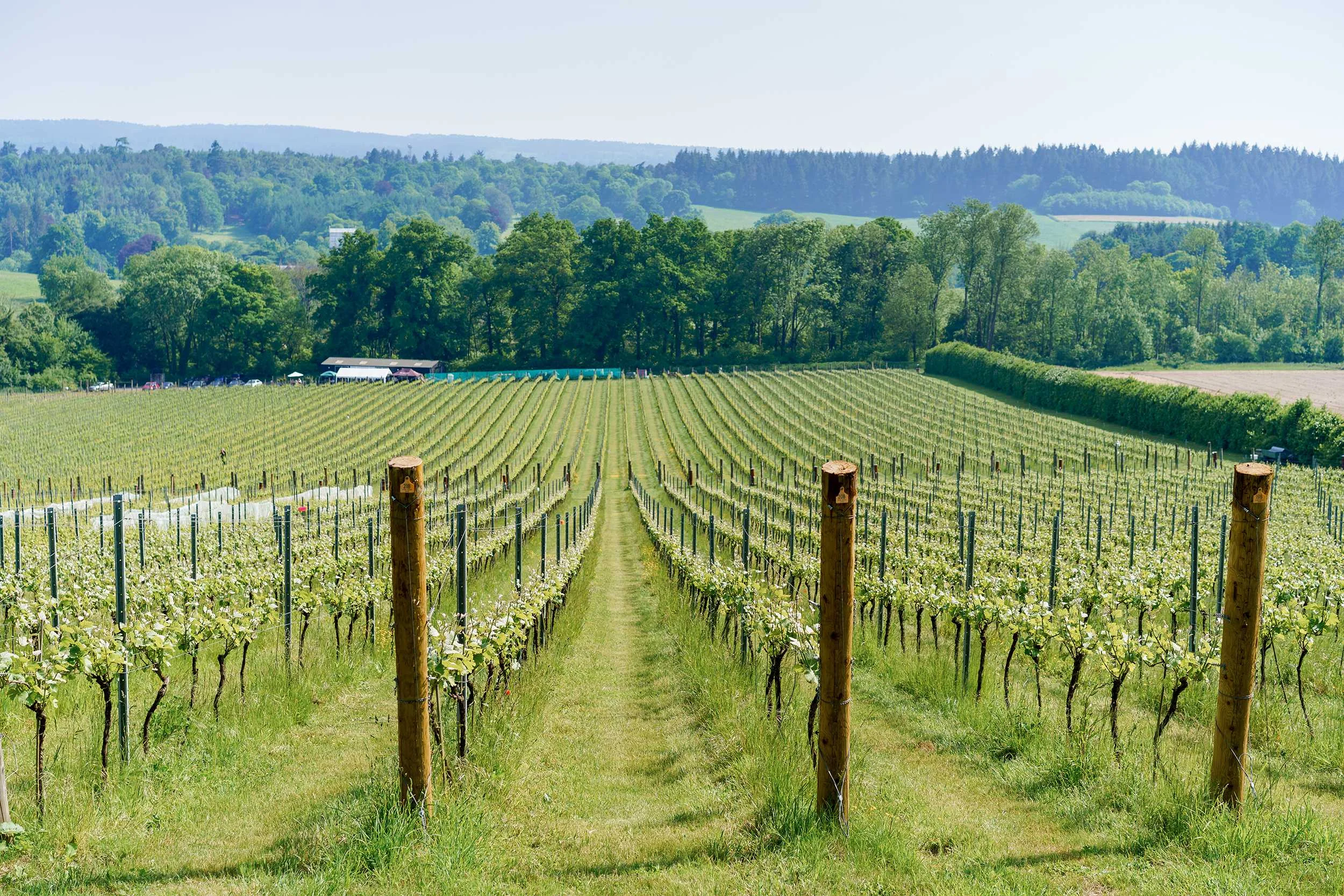 Five of the best Surrey wines (2019 edition) Grape & Grain Tours