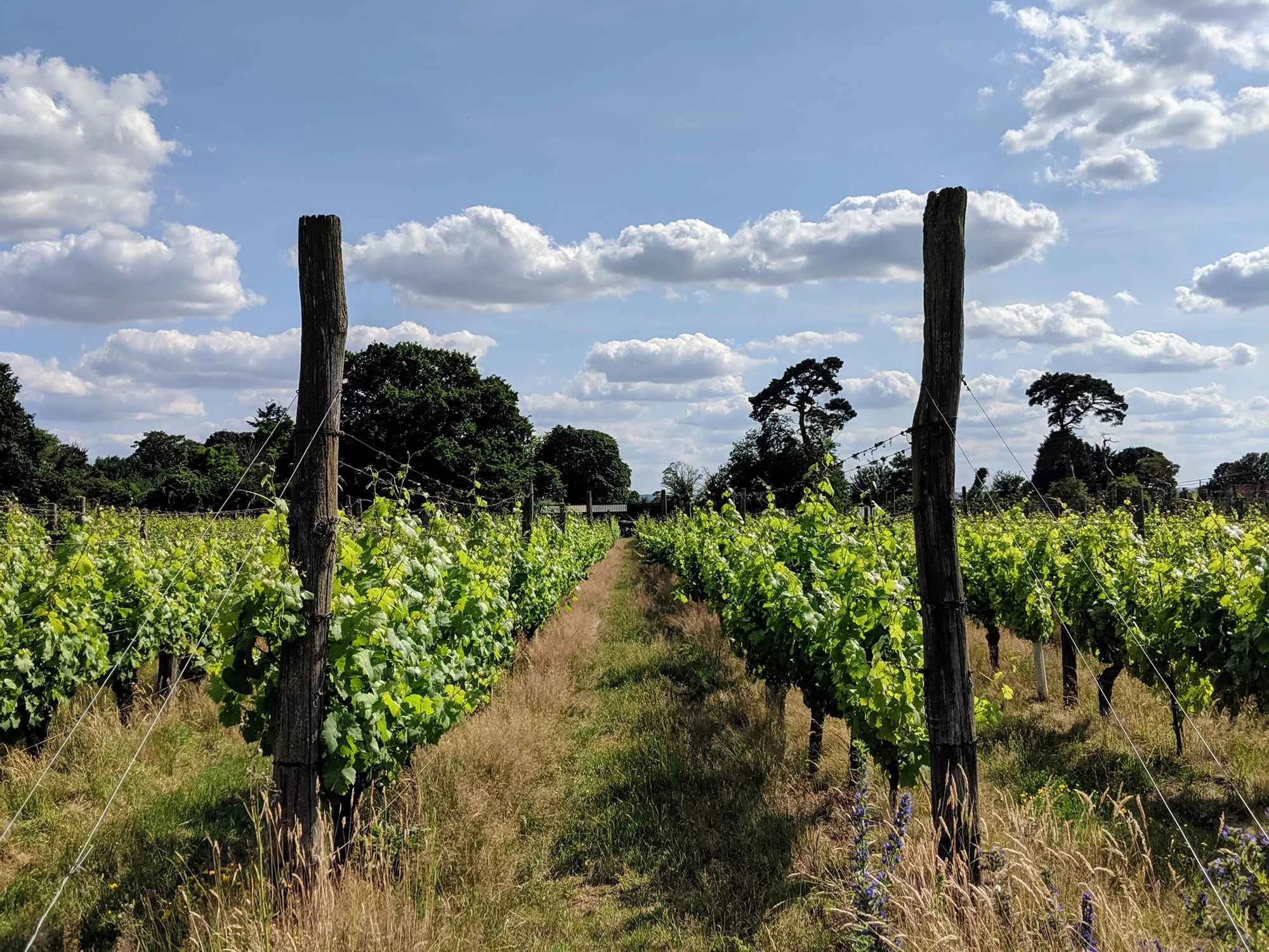 oxfordshire-tour-vineyard.jpg