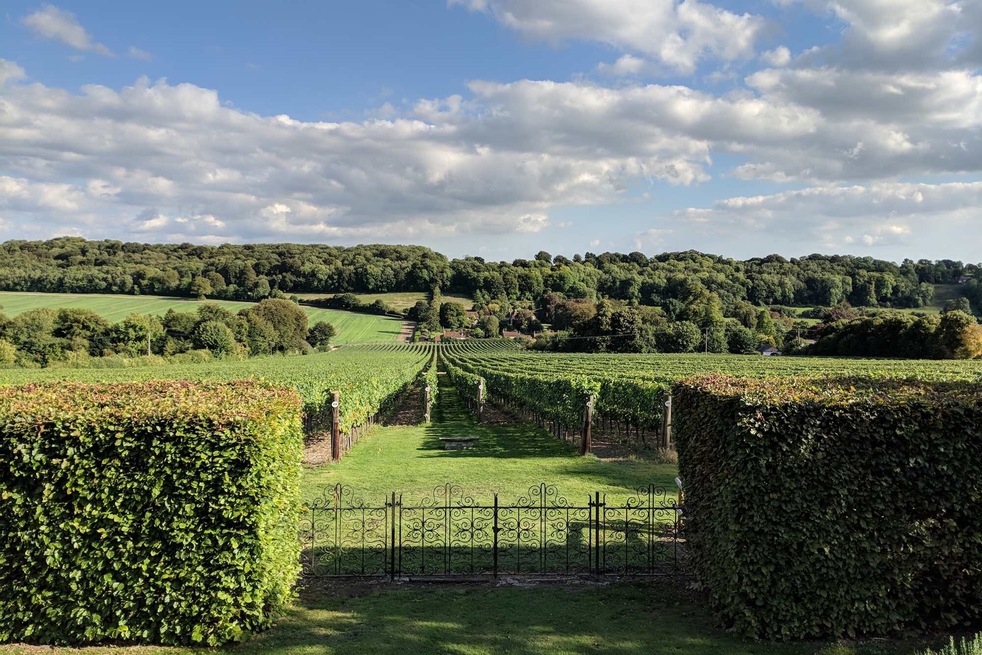 hambledon-1.jpg
