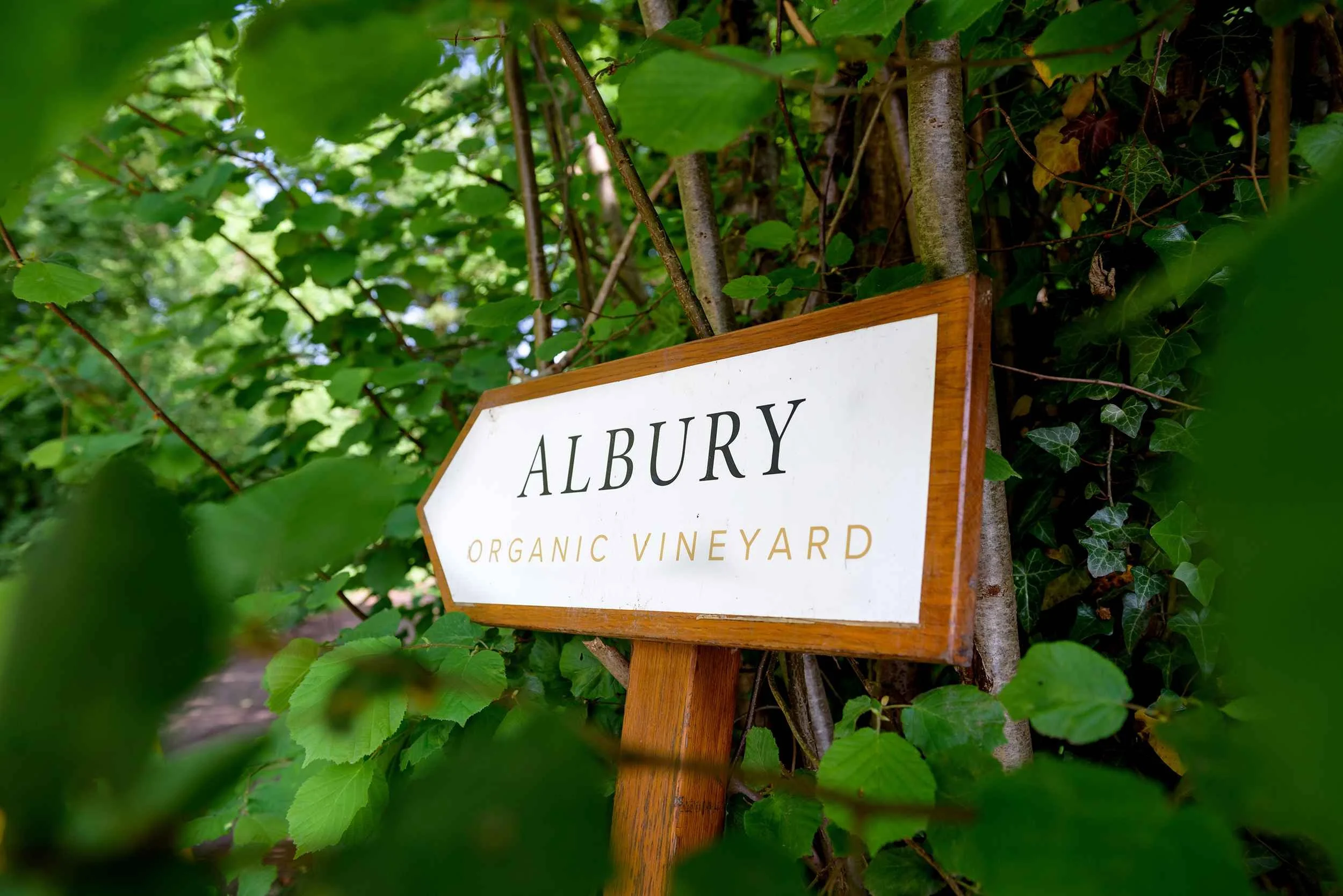 Albury Vineyard