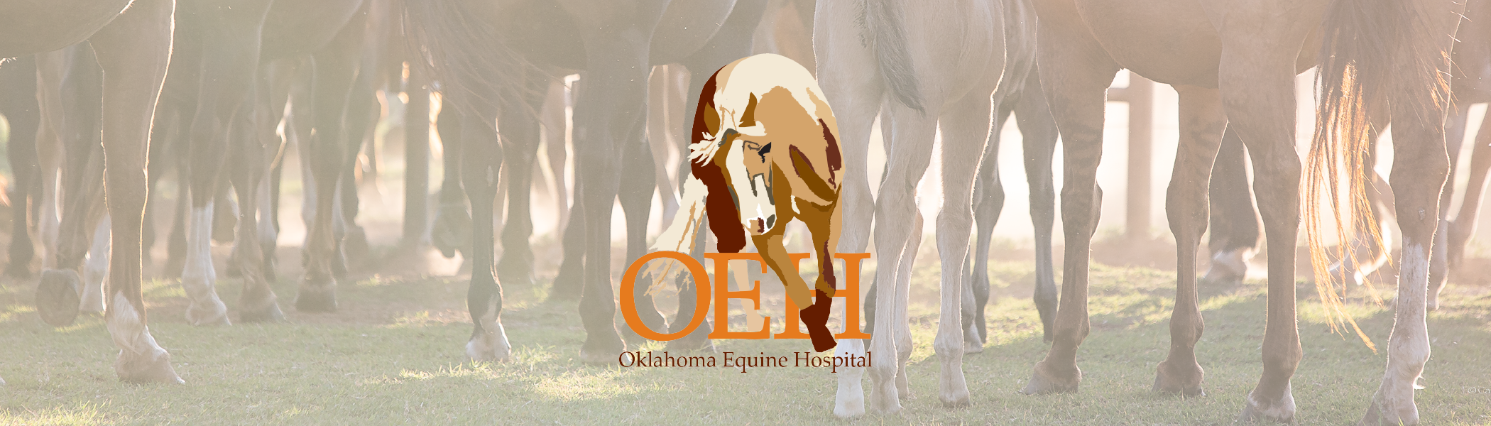 OEH Header_Horse2-02.png