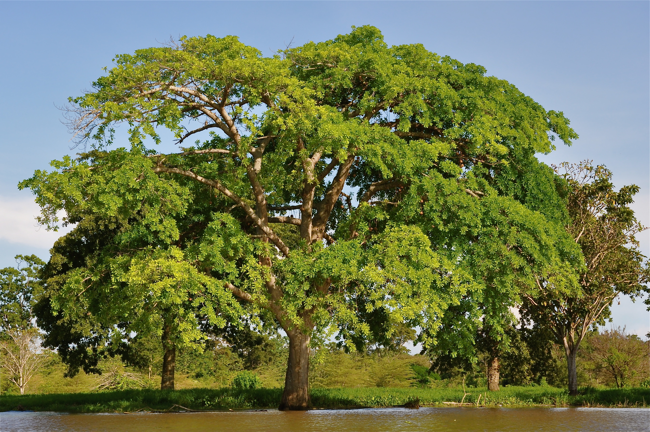 Árvore no rio Amazonas