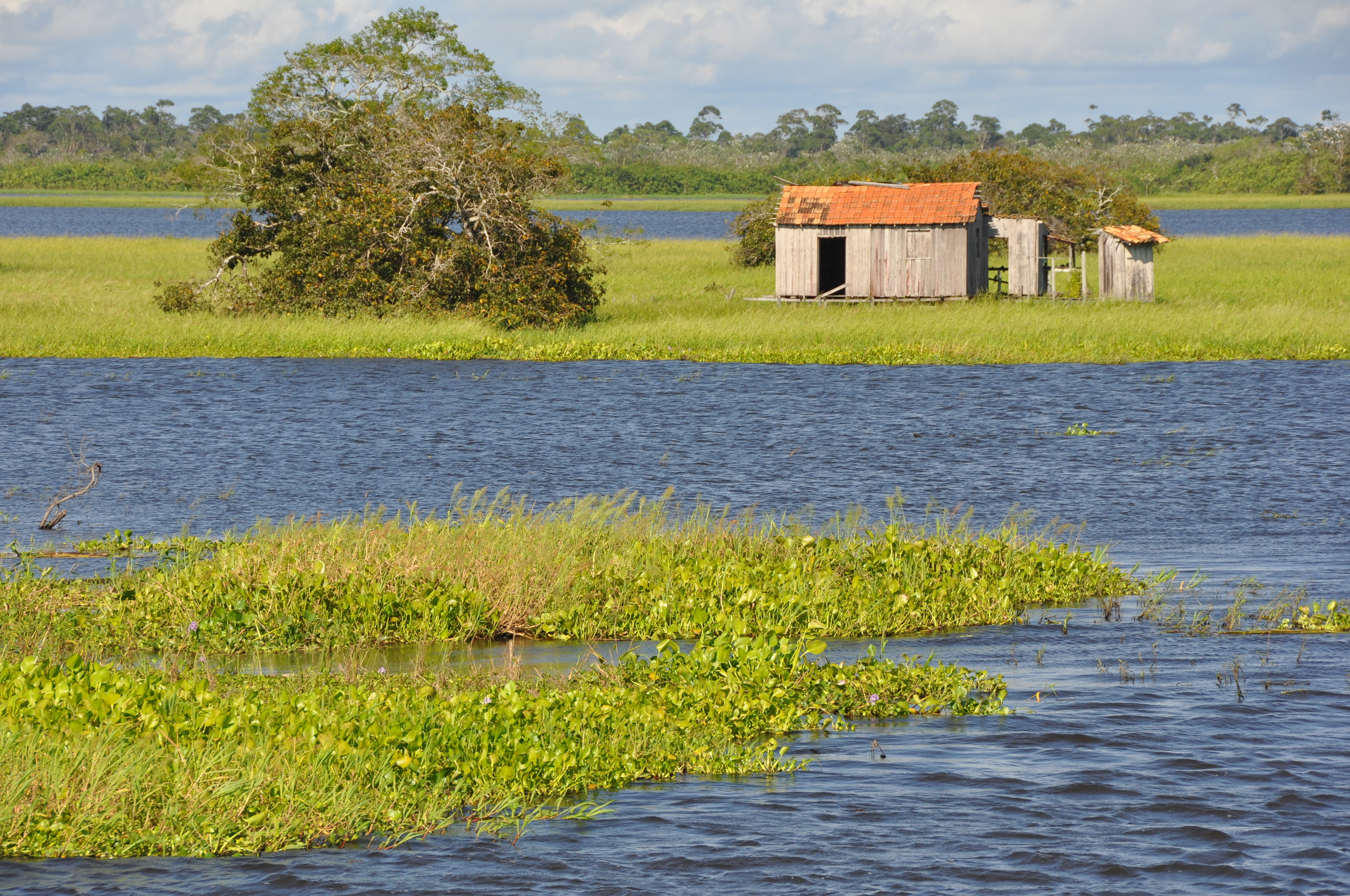 Várzea do Baixo Amazonas