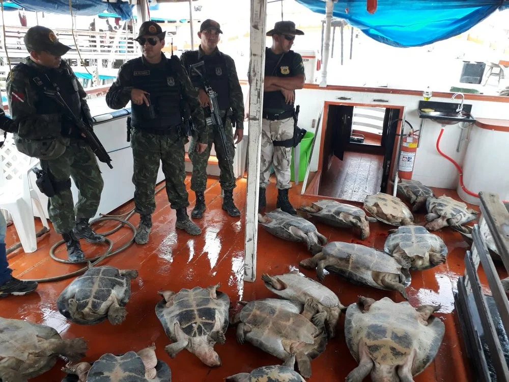 Operação resgata 121 quelônios em duas apreensões